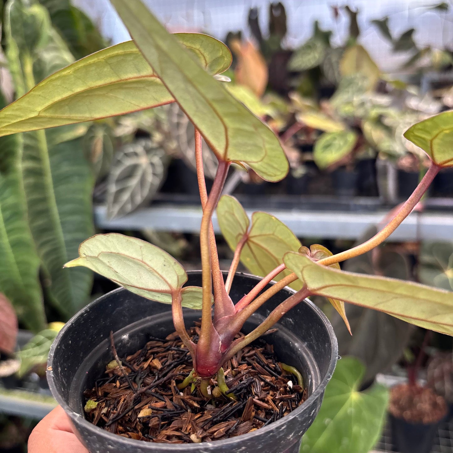 Anthurium Michelle x Michelle
