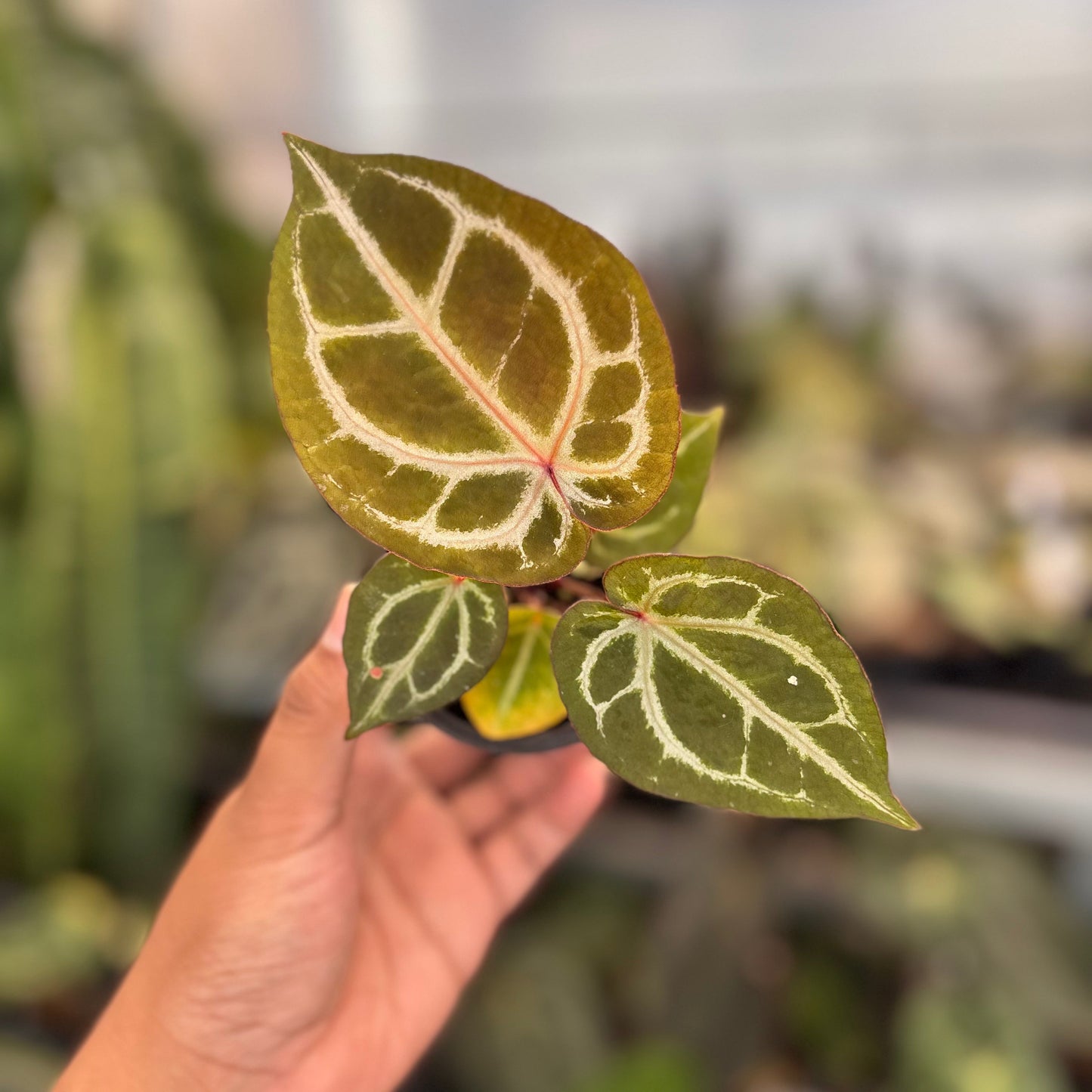 Anthurium (Tortoise Grey x Michelle) x KOS - Indonesian Rare Plants
