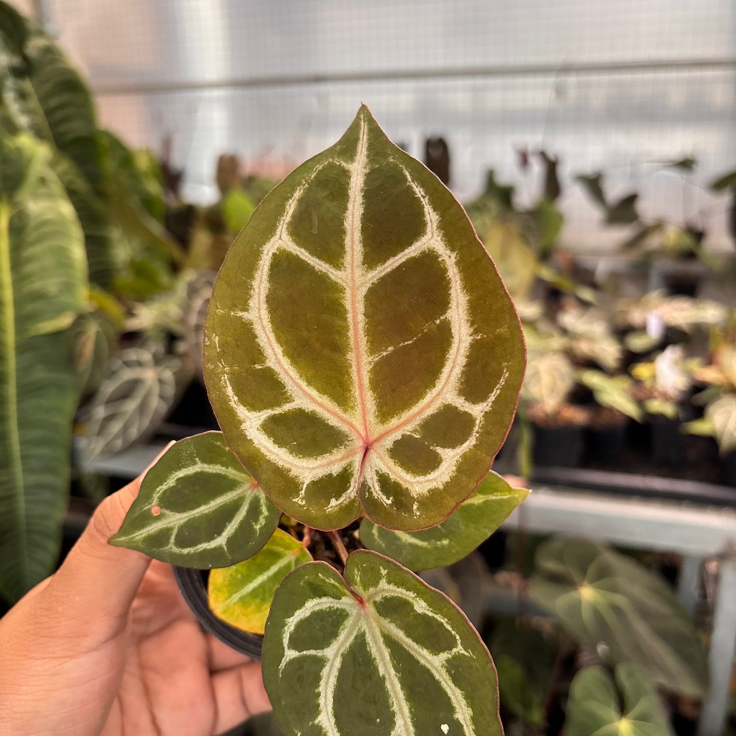 Anthurium (Tortoise Grey x Michelle) x KOS