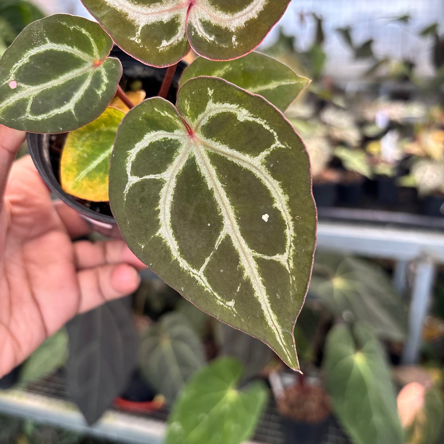 Anthurium (Tortoise Grey x Michelle) x KOS