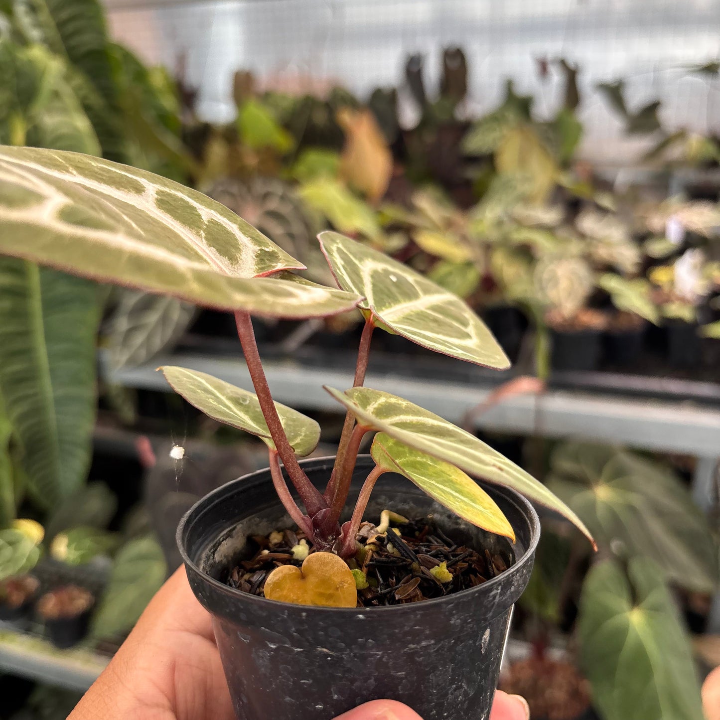 Anthurium (Tortoise Grey x Michelle) x KOS