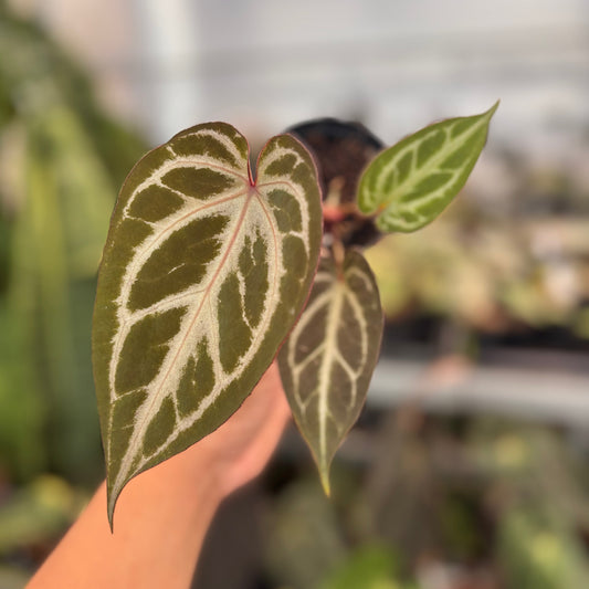 Anthurium (Pink Lemonade x BWM) x Regar Silver — rare Indonesian plant