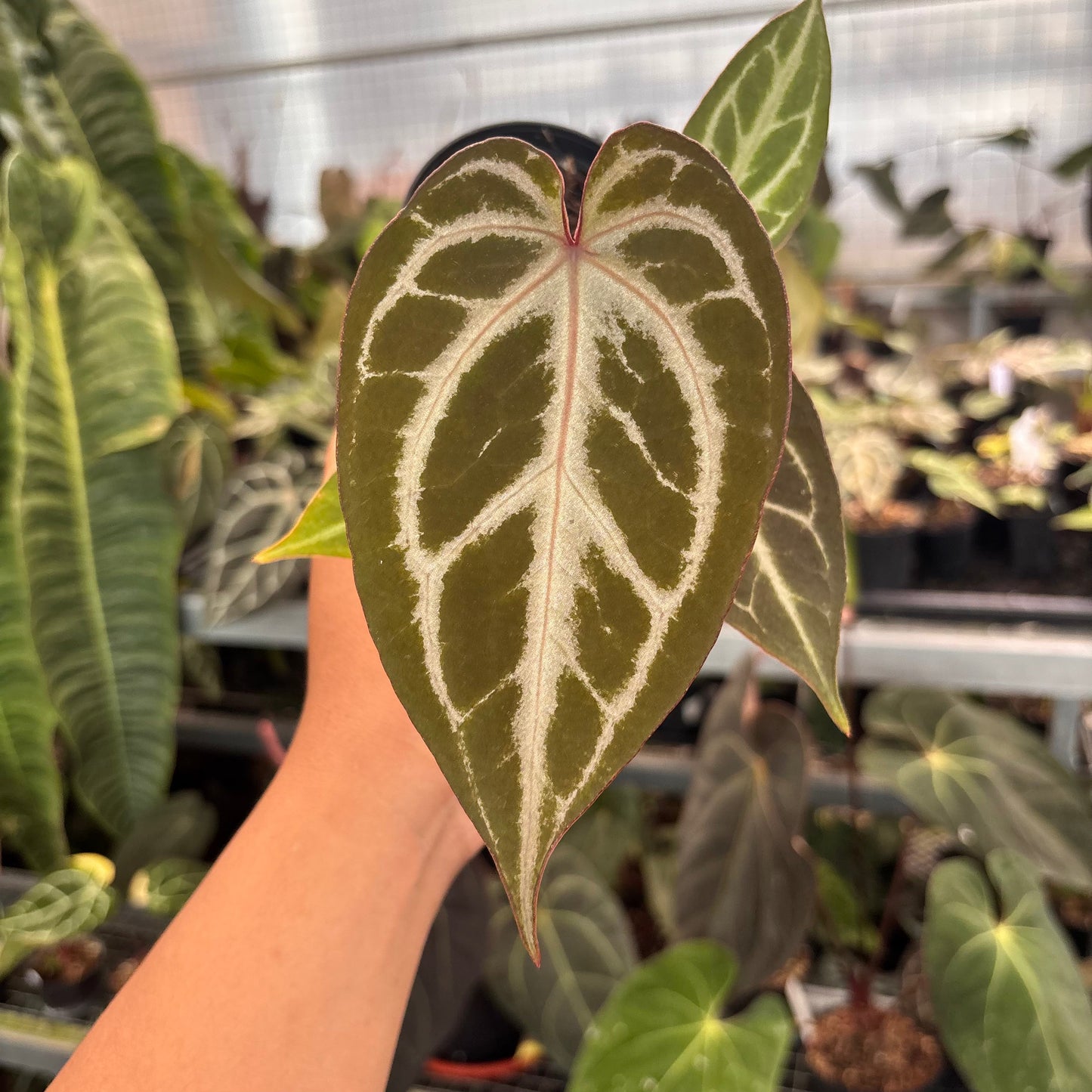 Anthurium (Pink Lemonade x BWM) x Regar Silver — photo 2