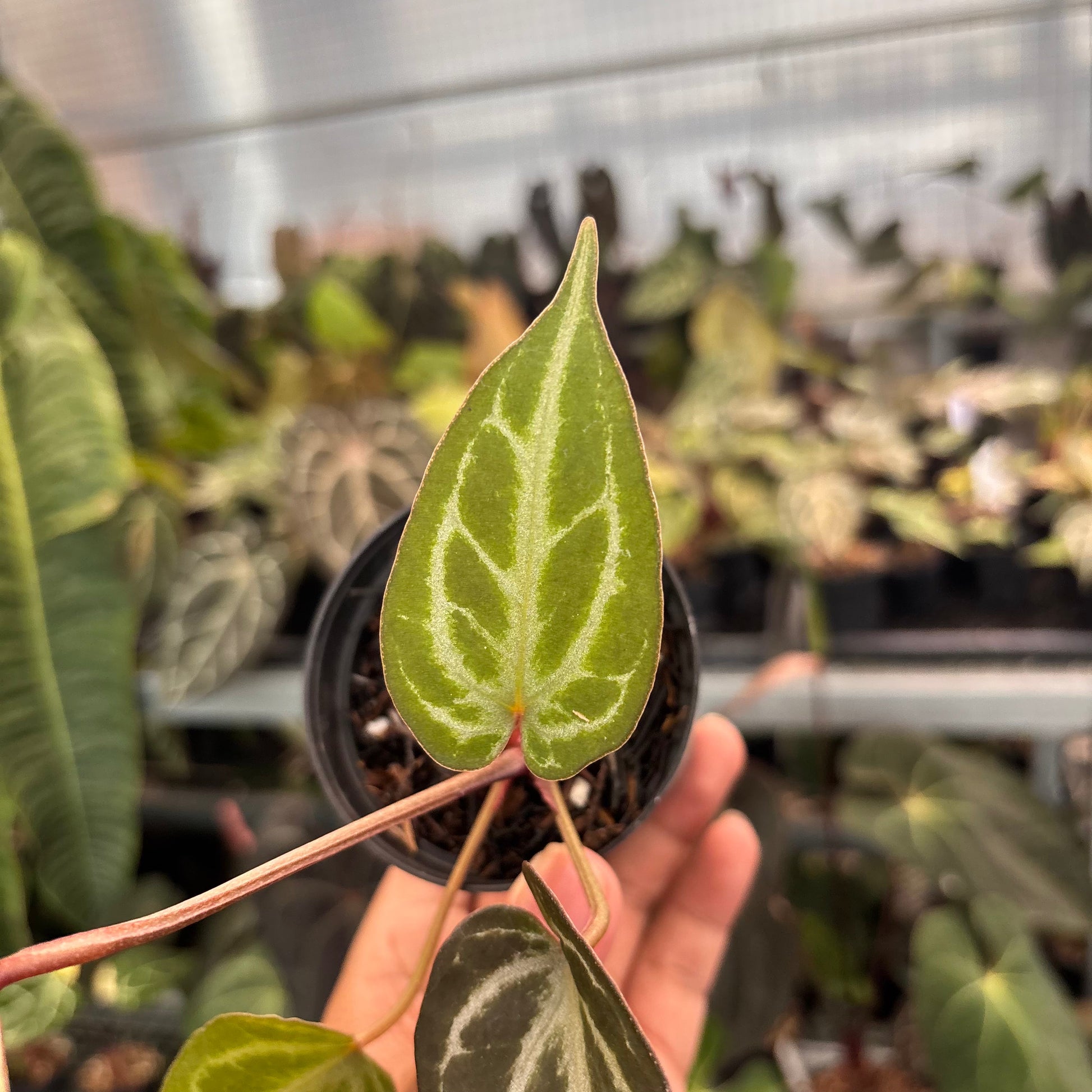 Anthurium (Pink Lemonade x BWM) x Regar Silver — photo 3