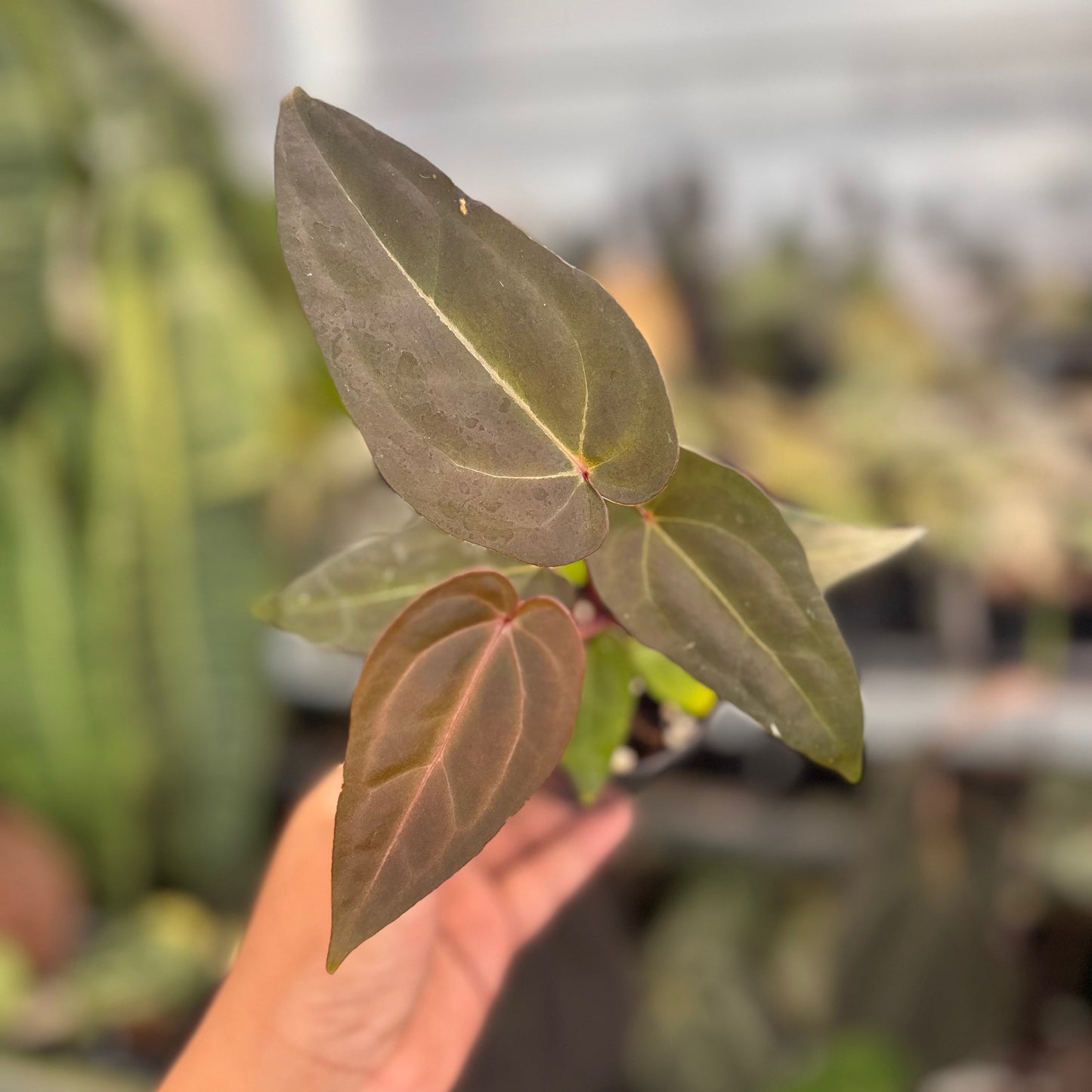 Anthurium (Dark Handsome x RVC) x Purple Indigo - Indonesian Rare Plants