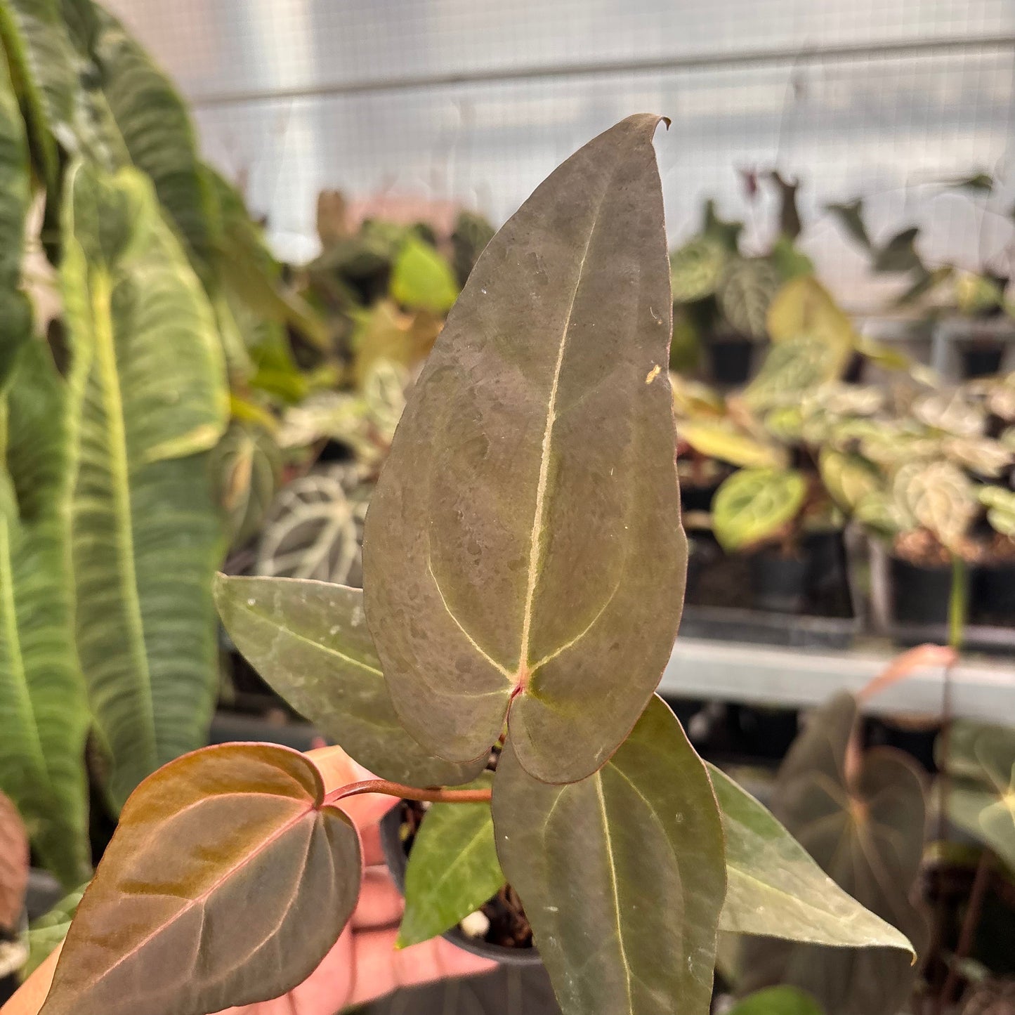 Anthurium (Dark Handsome x RVC) x Purple Indigo