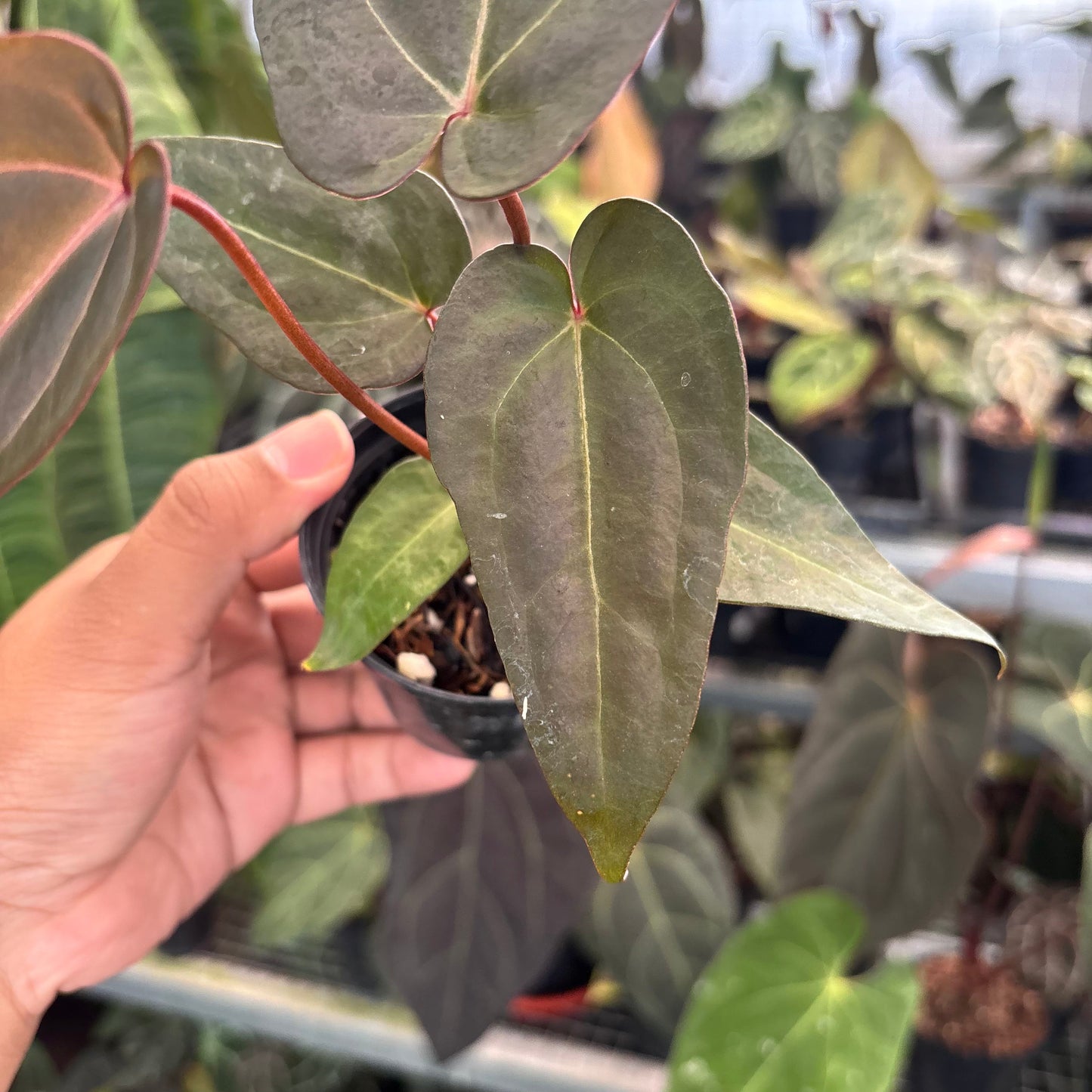 Anthurium (Dark Handsome x RVC) x Purple Indigo