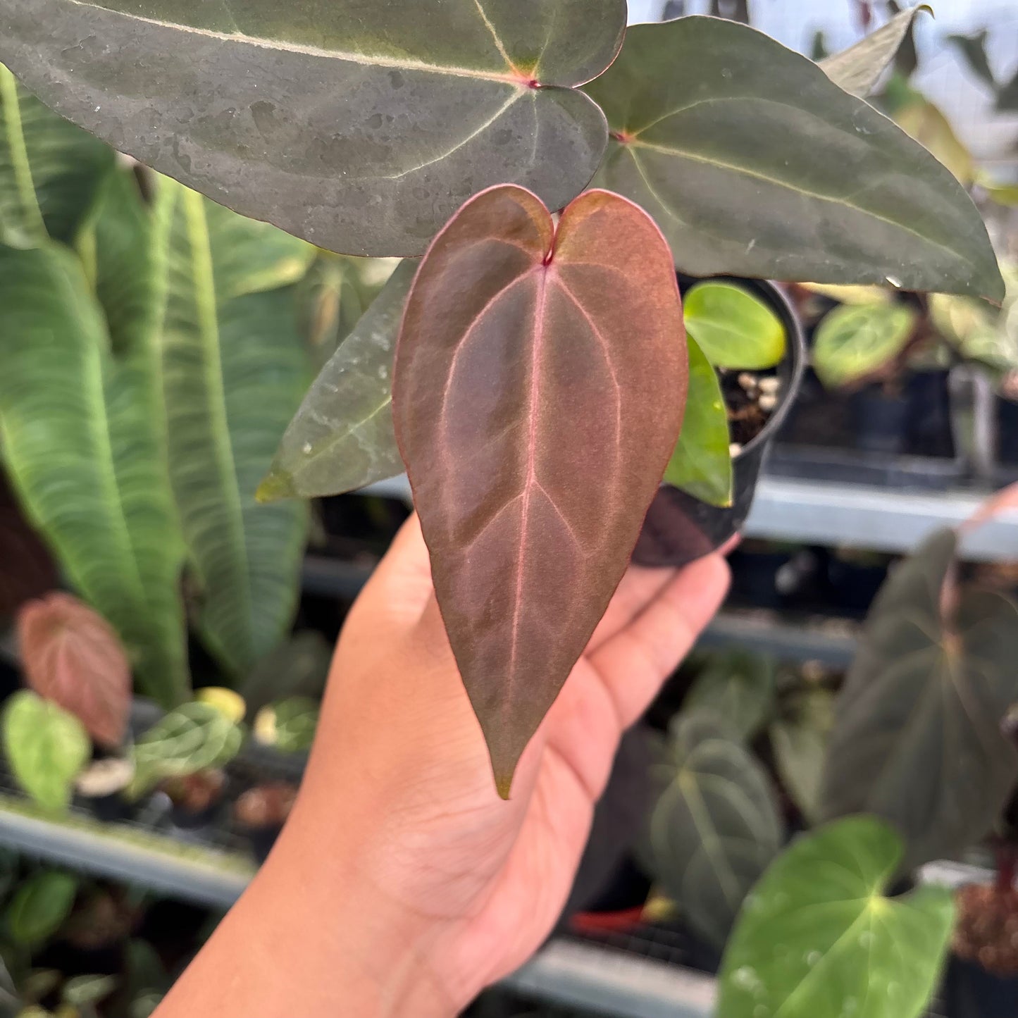 Anthurium (Dark Handsome x RVC) x Purple Indigo