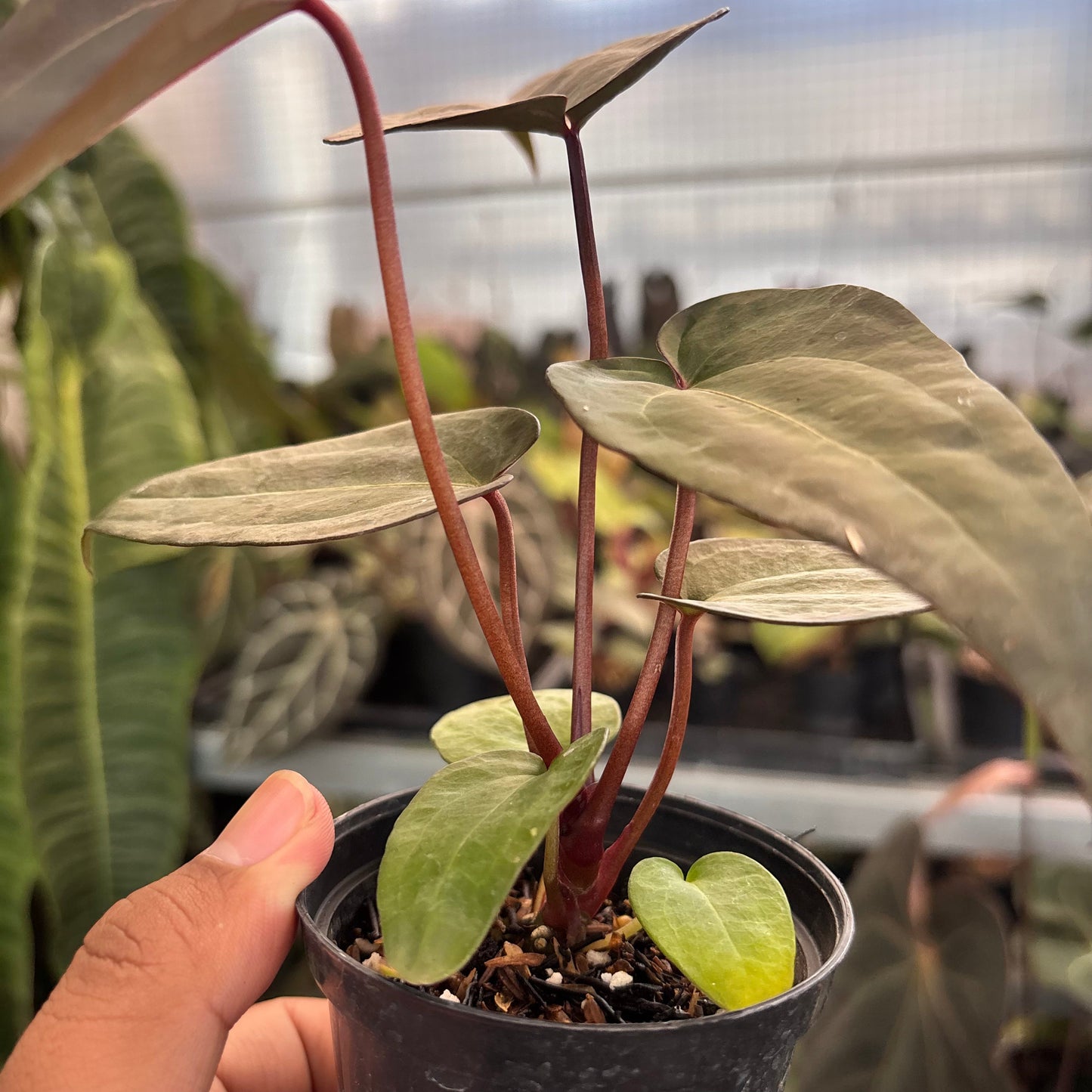 Anthurium (Dark Handsome x RVC) x Purple Indigo