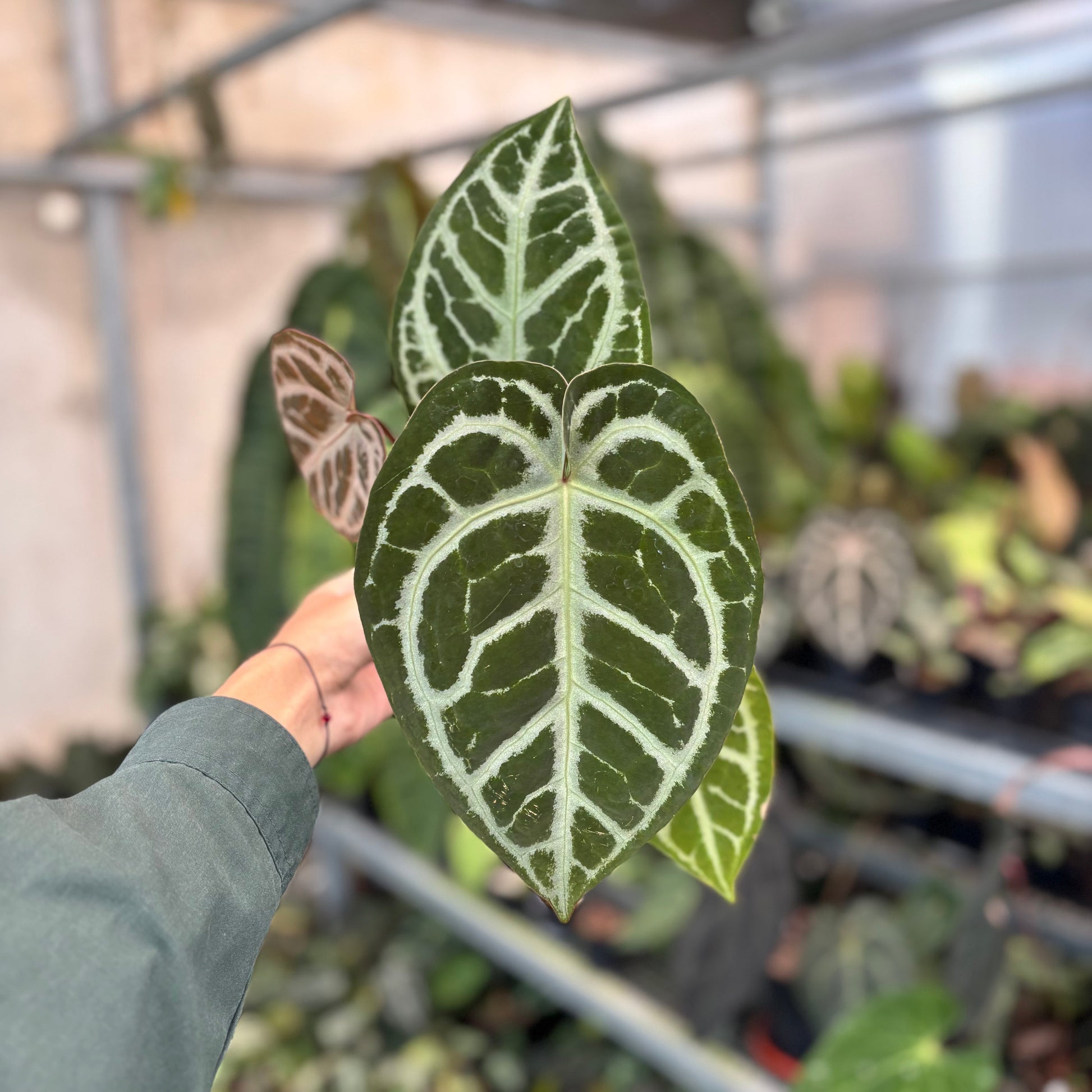 Anthurium SKG Silver x RC NSE - Indonesian Rare Plants