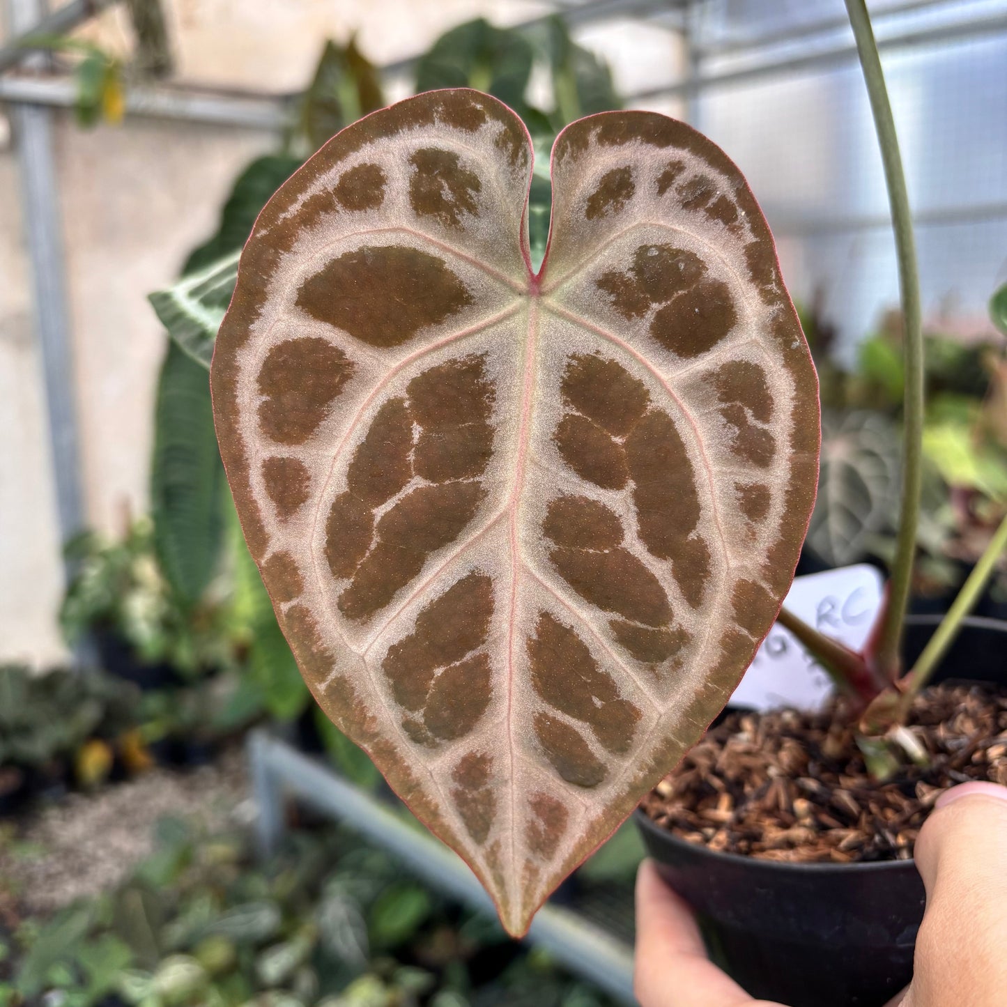 Anthurium SKG Silver x RC NSE
