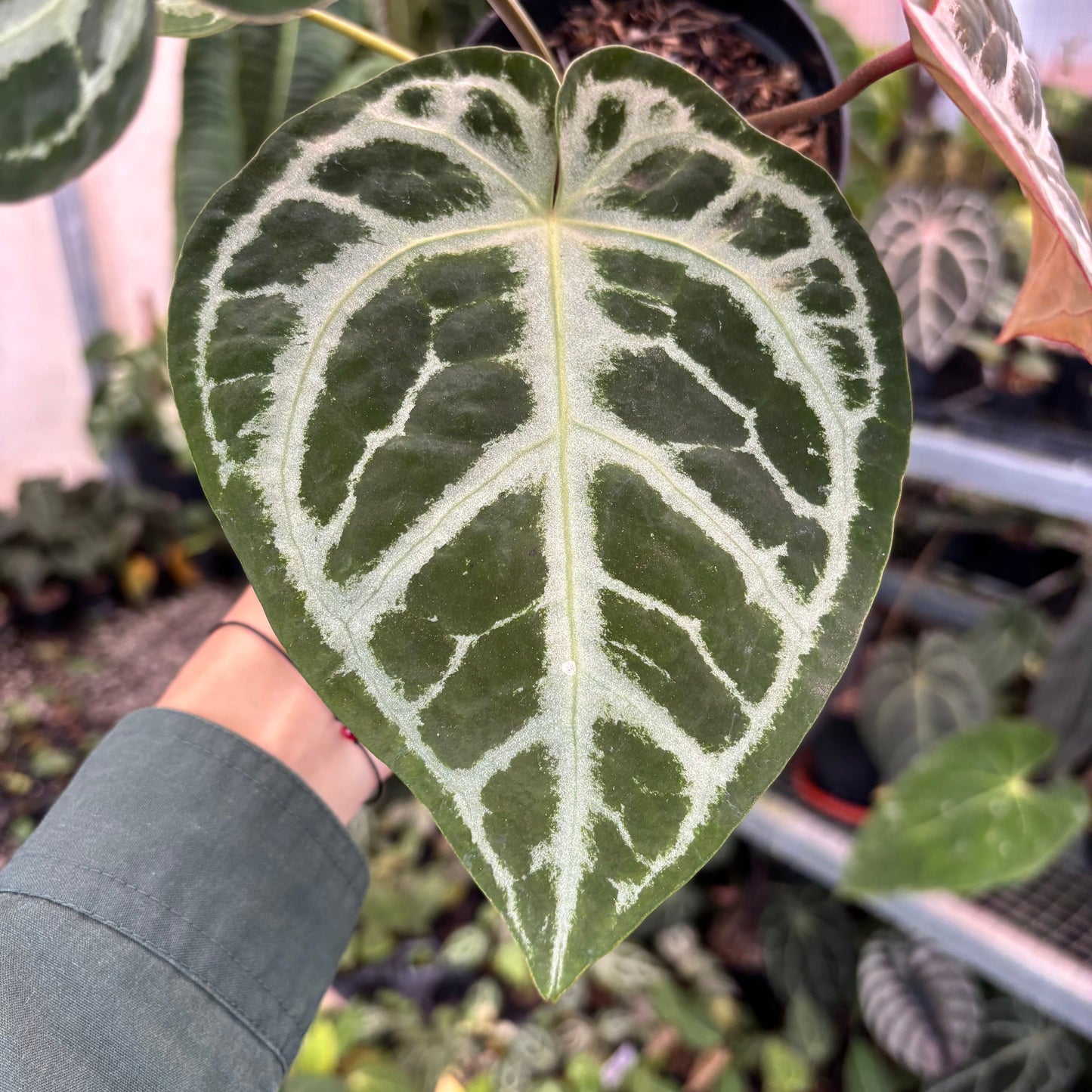 Anthurium SKG Silver x RC NSE