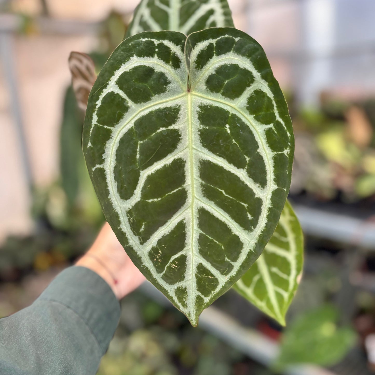 Anthurium SKG Silver x RC NSE