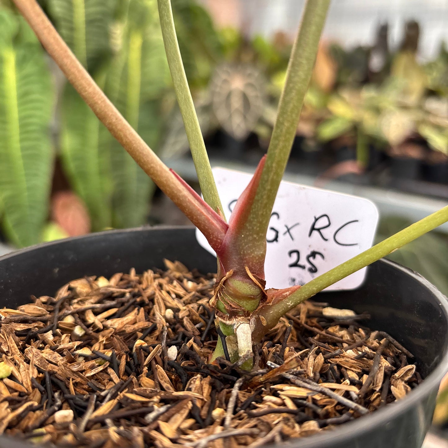 Anthurium SKG Silver x RC NSE