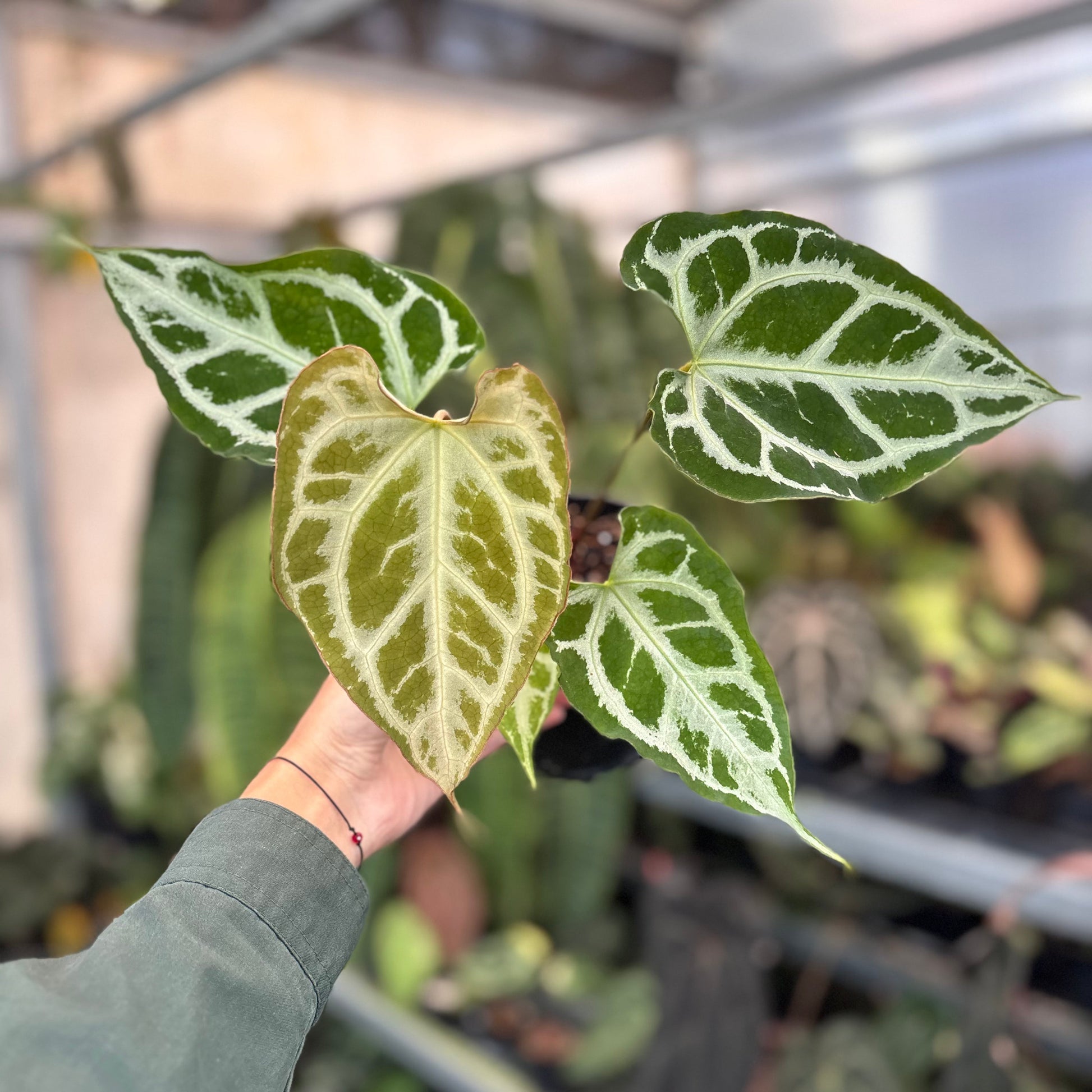 Anthurium Muchlis x RC Big Size - Indonesian Rare Plants