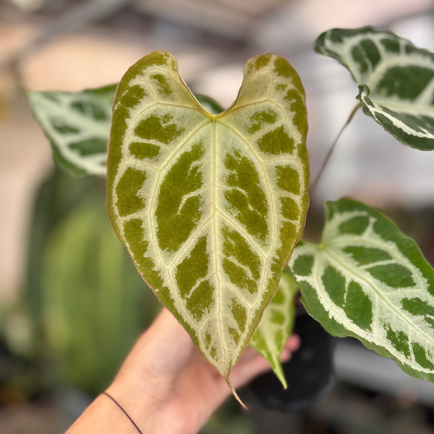 Anthurium Muchlis x RC Big Size
