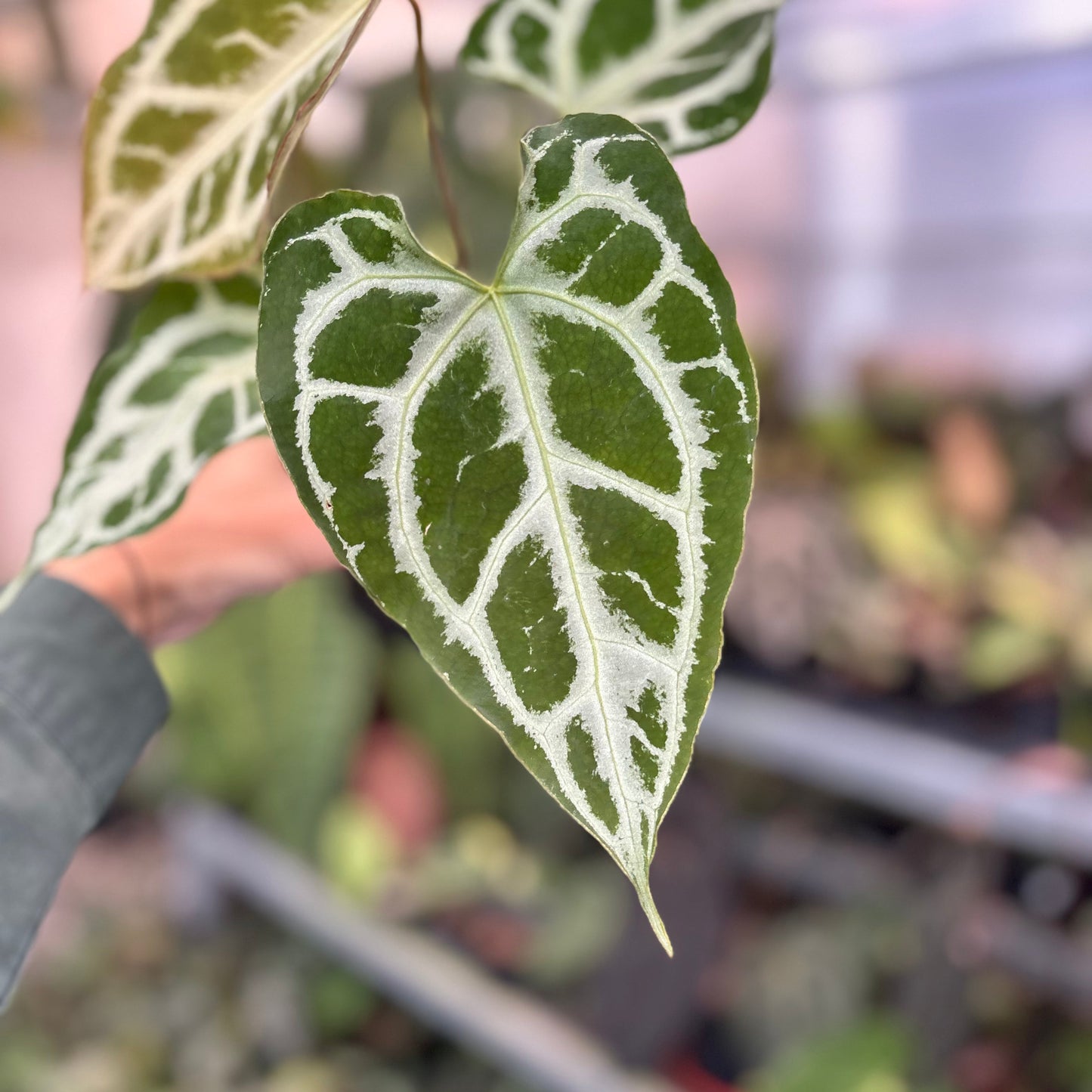 Anthurium Muchlis x RC Big Size