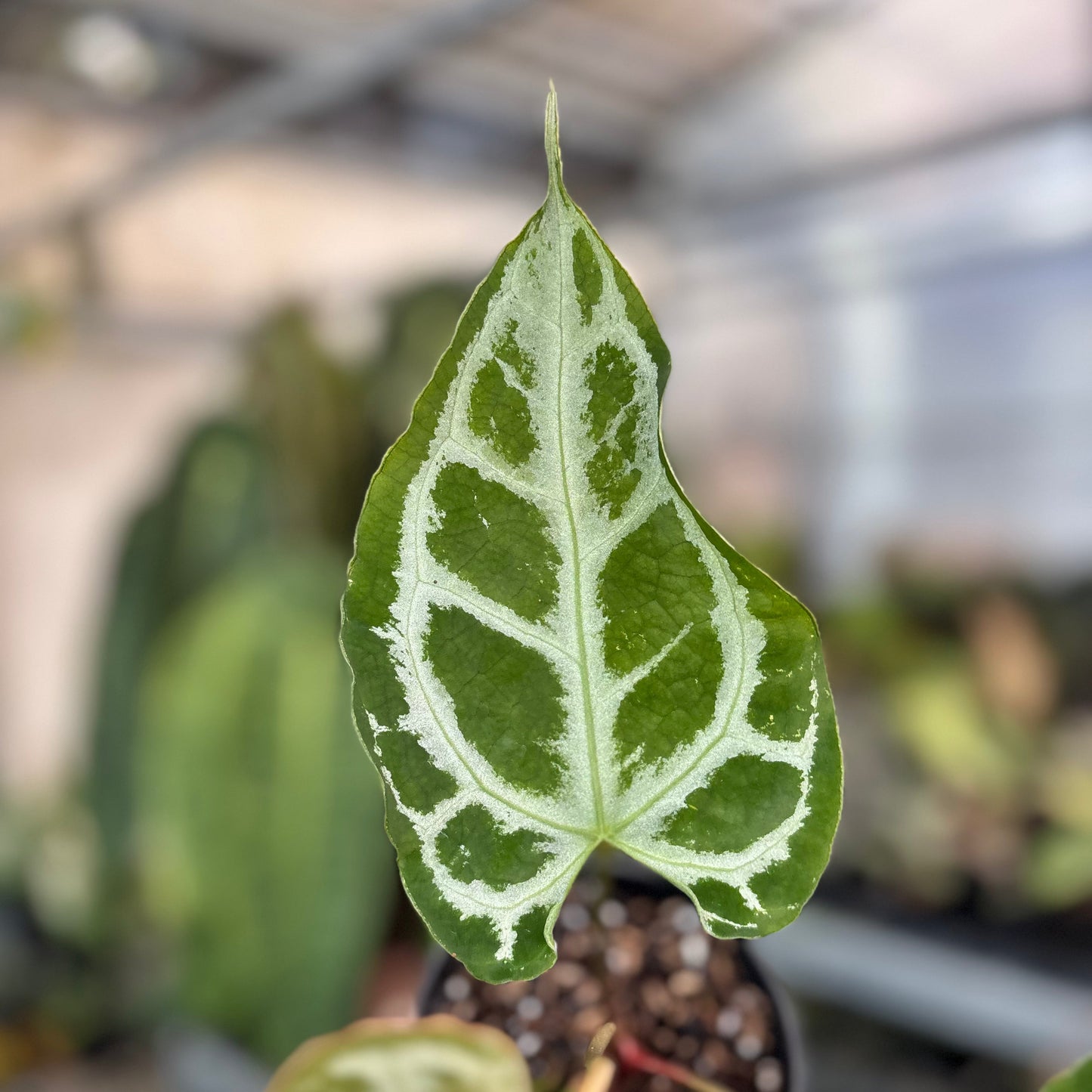 Anthurium Muchlis x RC Big Size