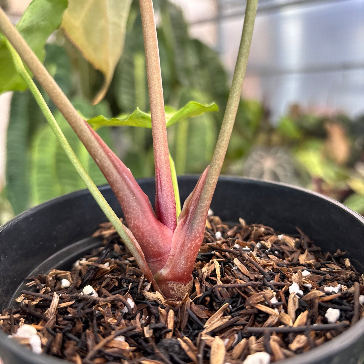 Anthurium Muchlis x RC Big Size