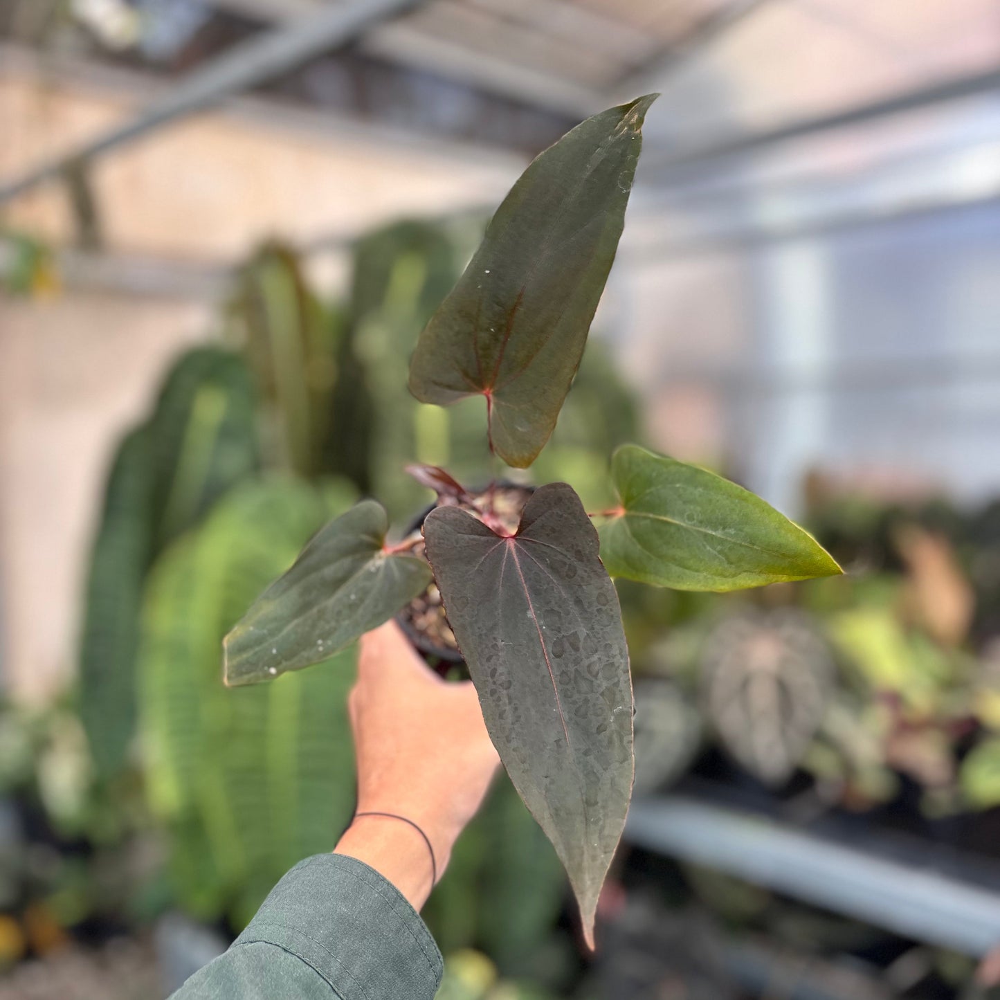 Anthurium Blood Of Blue Selected - Indonesian Rare Plants