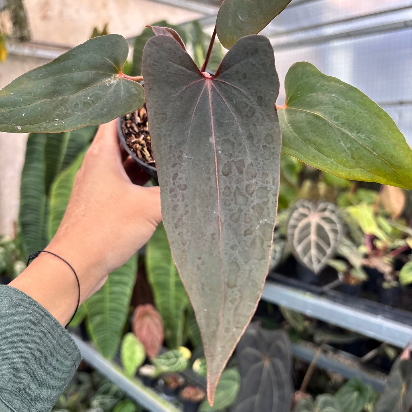 Anthurium Blood Of Blue Selected