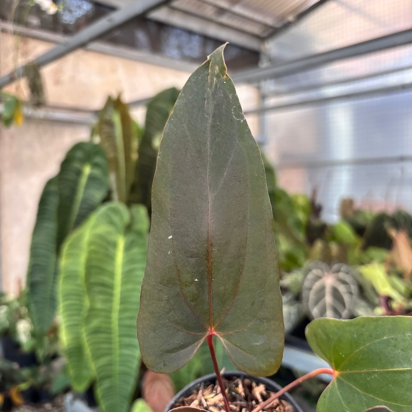 Anthurium Blood Of Blue Selected