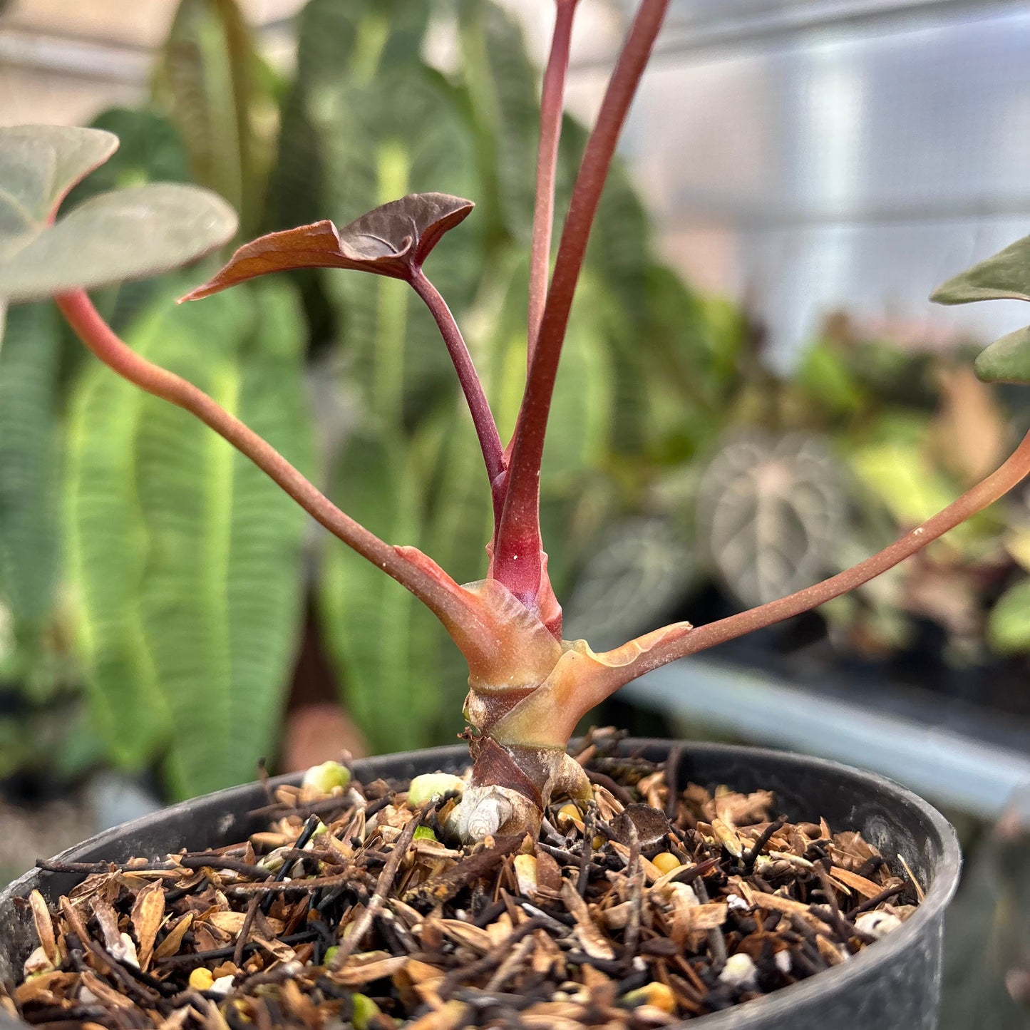 Anthurium Blood Of Blue Selected