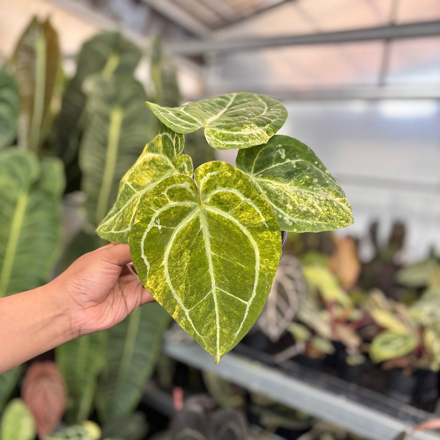 Anthurium Forgetii Variegated x (Angela x Black Widow) Big Size - Indonesian Rare Plants