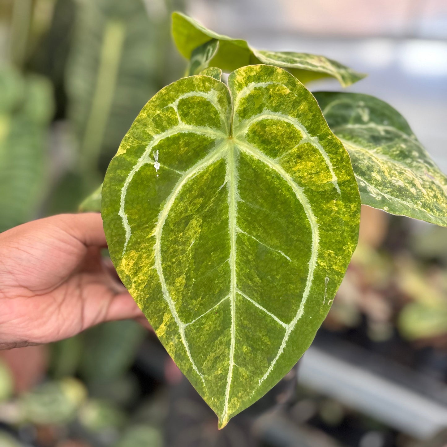 Anthurium Forgetii Variegated x (Angela x Black Widow) Big Size