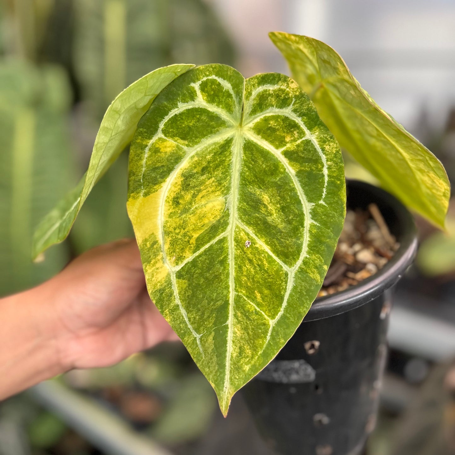 Anthurium Forgetii Variegated x (Angela x Black Widow) Big Size