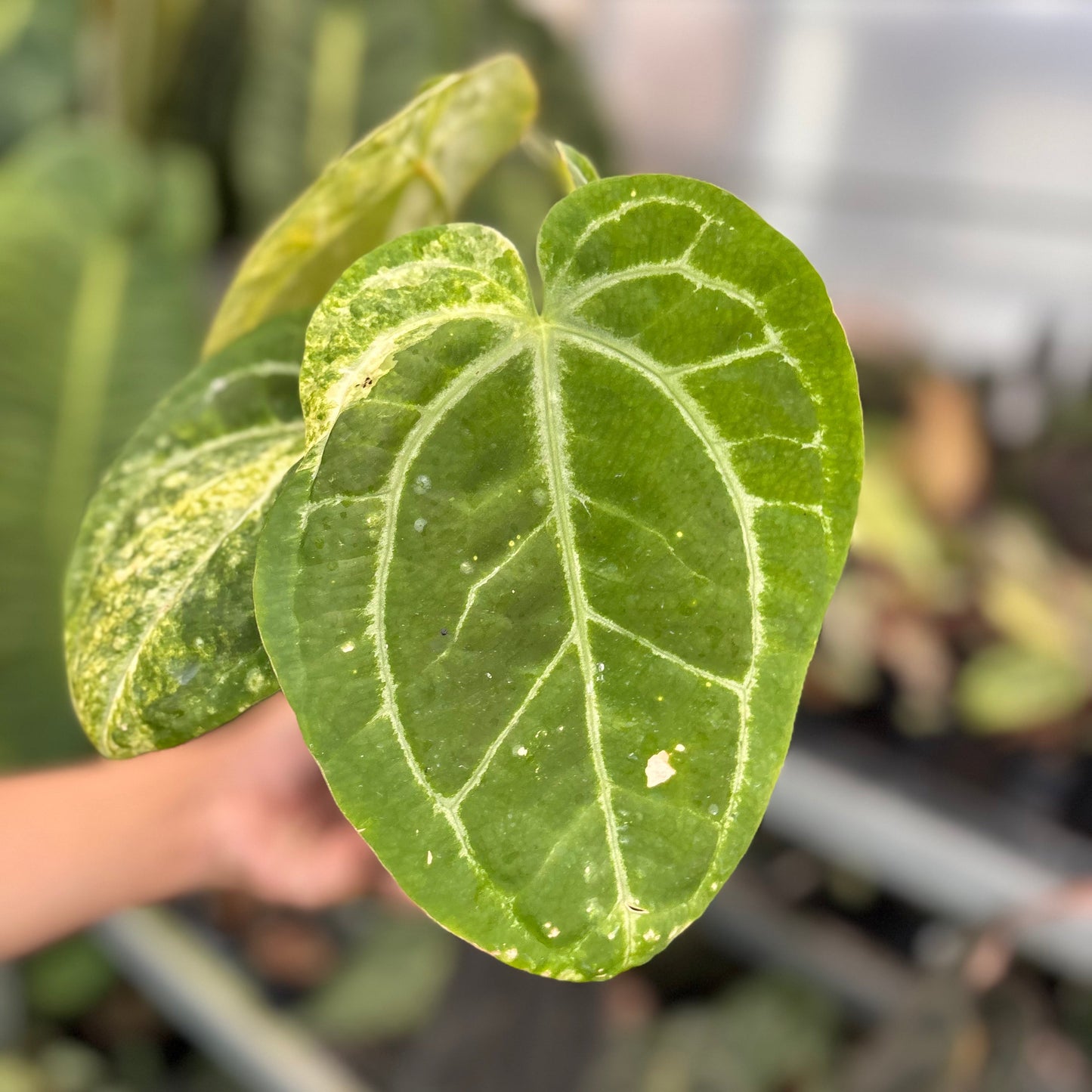 Anthurium Forgetii Variegated x (Angela x Black Widow) Big Size
