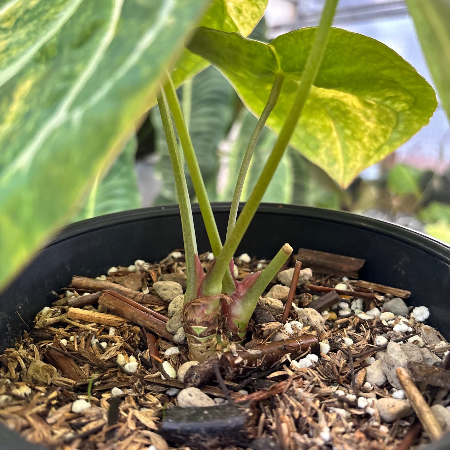 Anthurium Forgetii Variegated x (Angela x Black Widow) Big Size