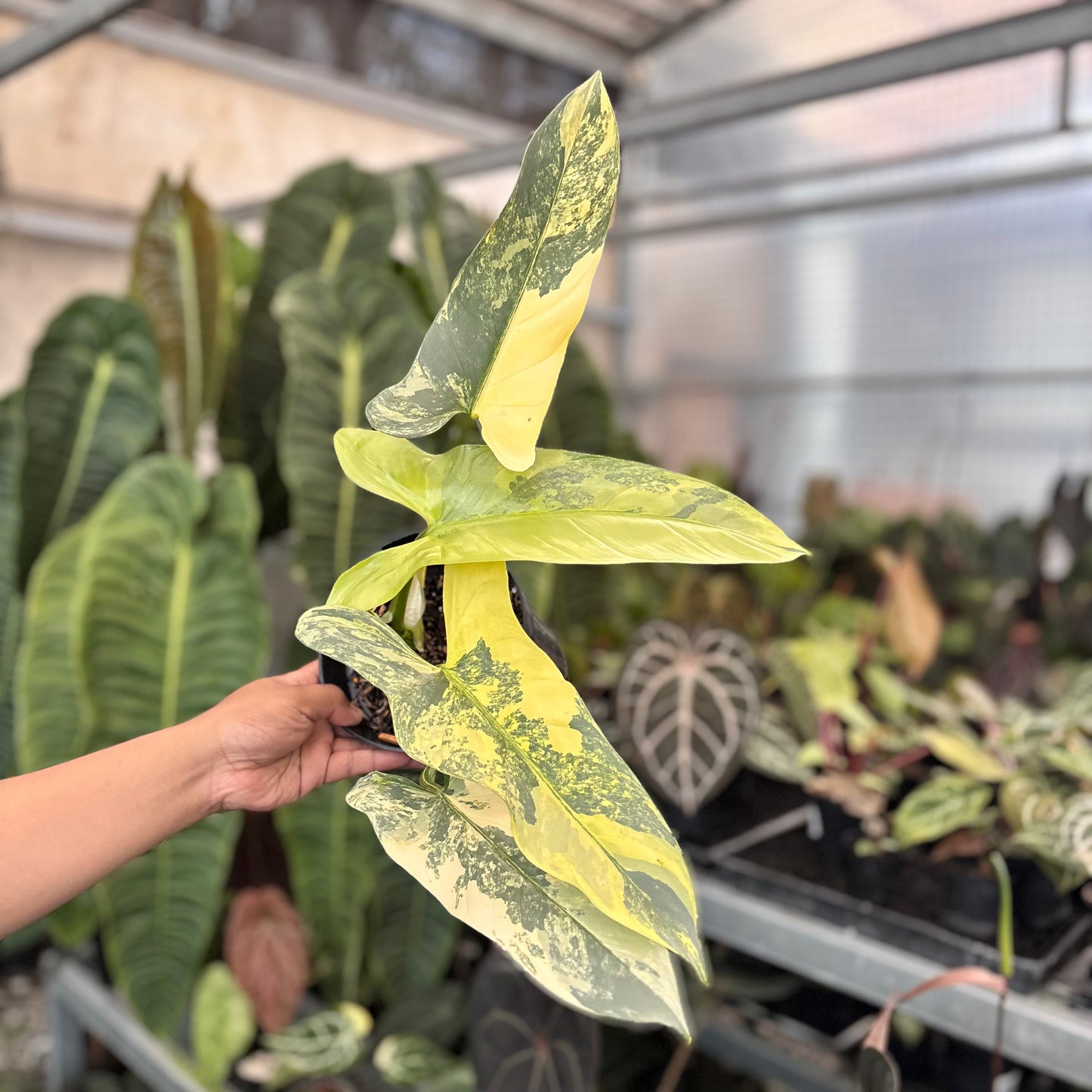 Philodendron Hastatum Silver Sword Variegated Mature Size - Indonesian Rare Plants