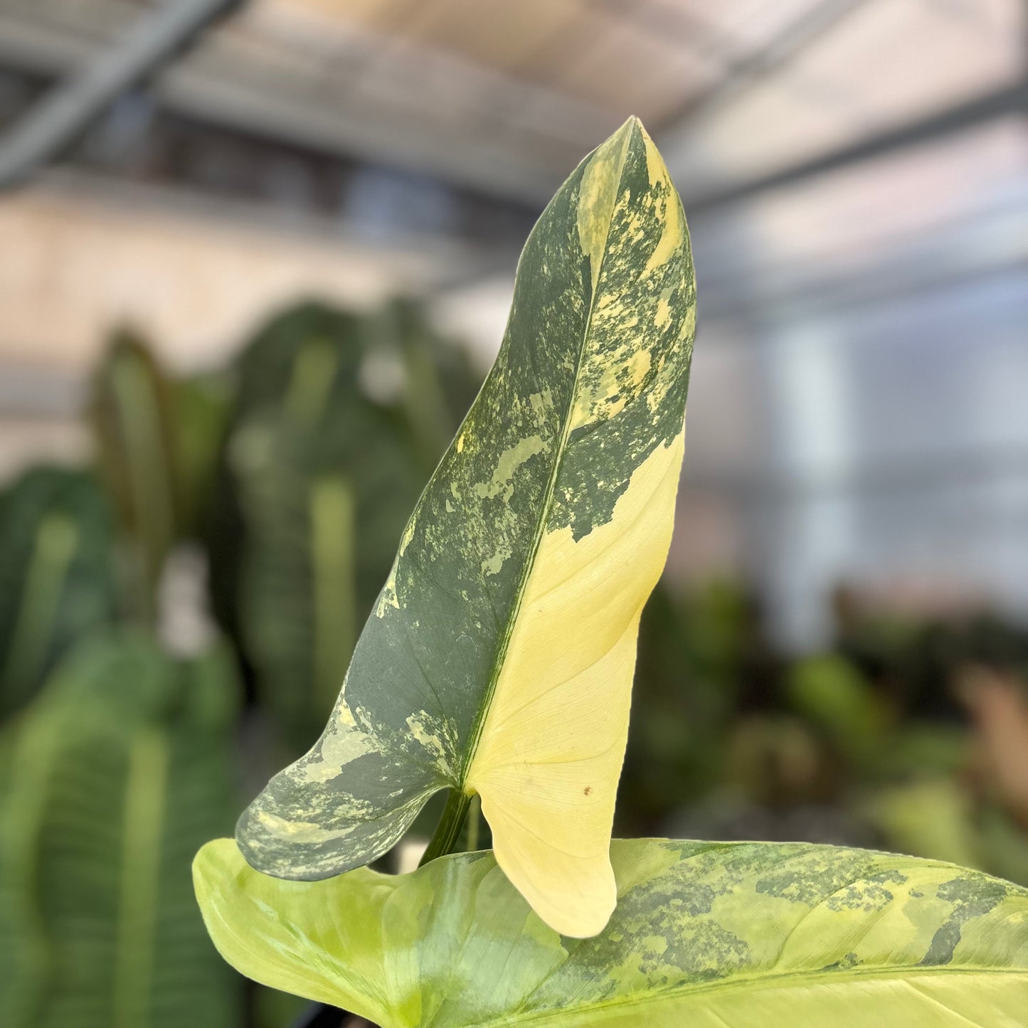 Philodendron Hastatum Silver Sword Variegated Mature Size