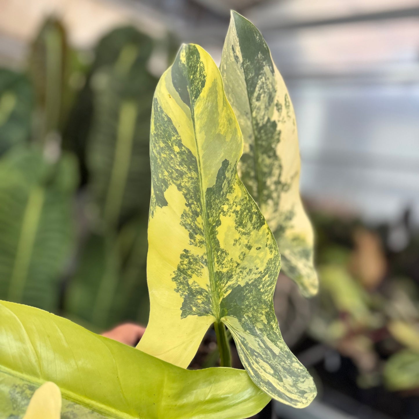 Philodendron Hastatum Silver Sword Variegated Mature Size