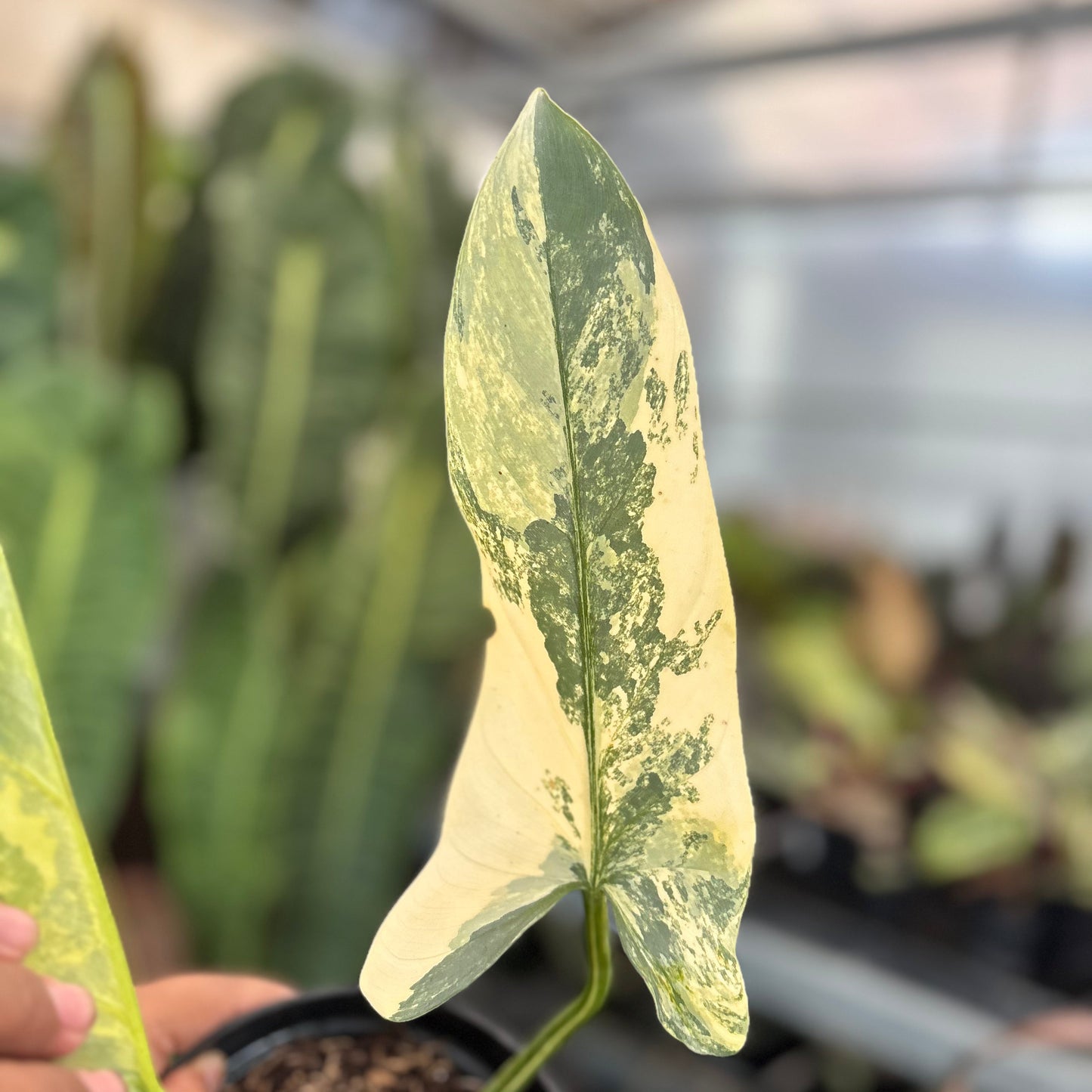 Philodendron Hastatum Silver Sword Variegated Mature Size