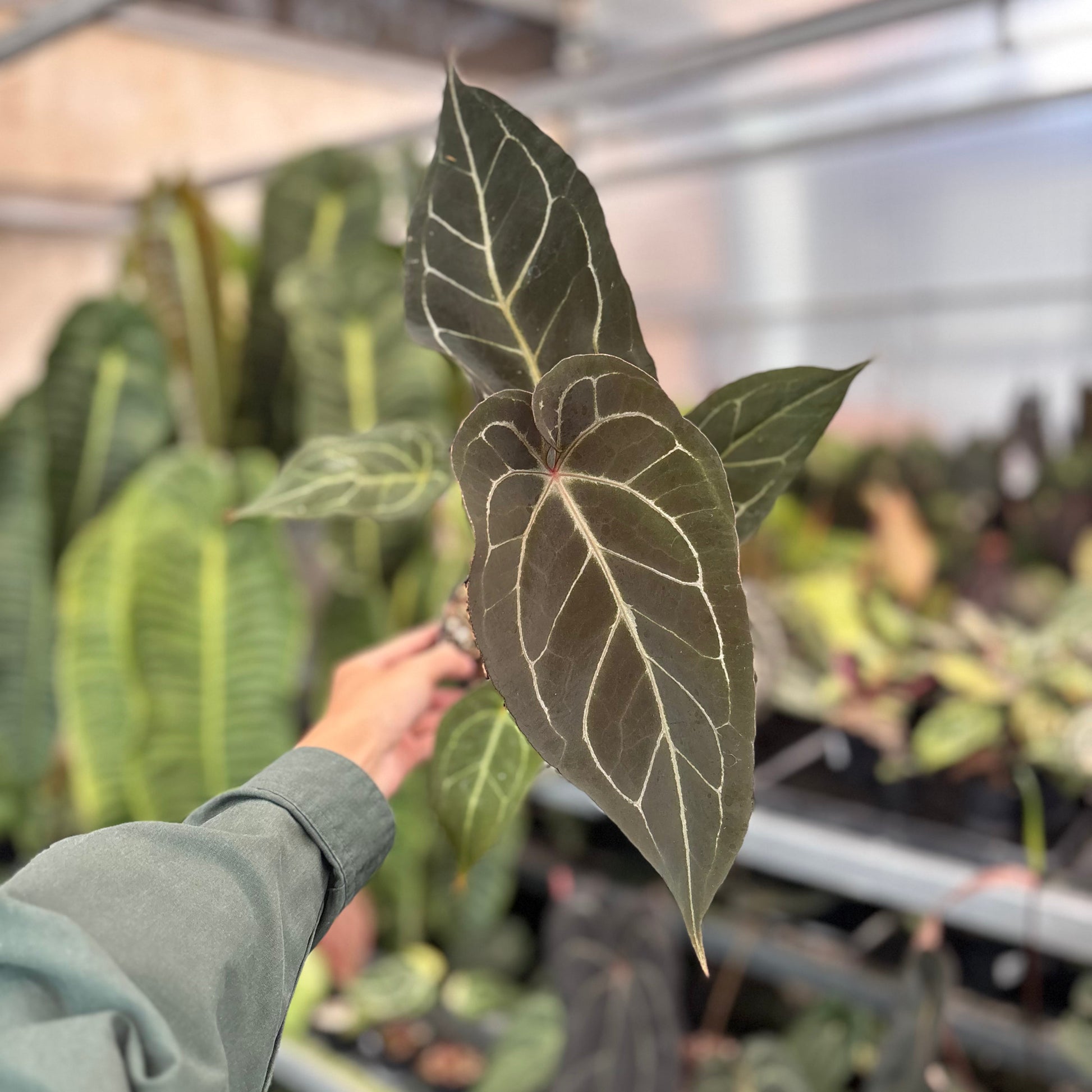 Anhturium (Angela x Black Widow) x Red Legacy - Indonesian Rare Plants