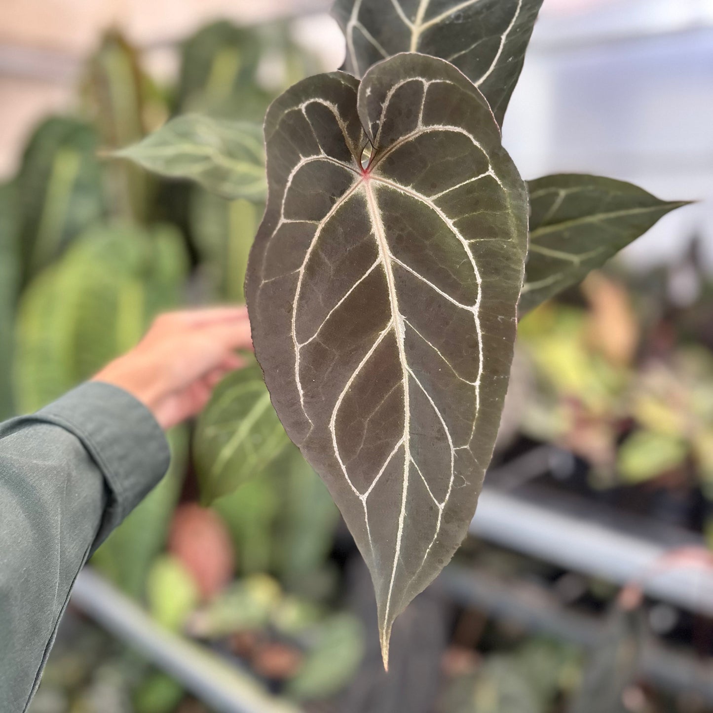 Anhturium (Angela x Black Widow) x Red Legacy