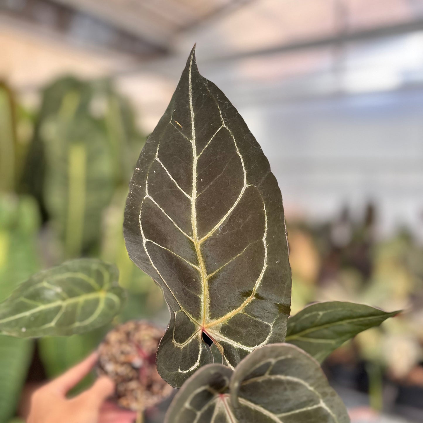 Anhturium (Angela x Black Widow) x Red Legacy