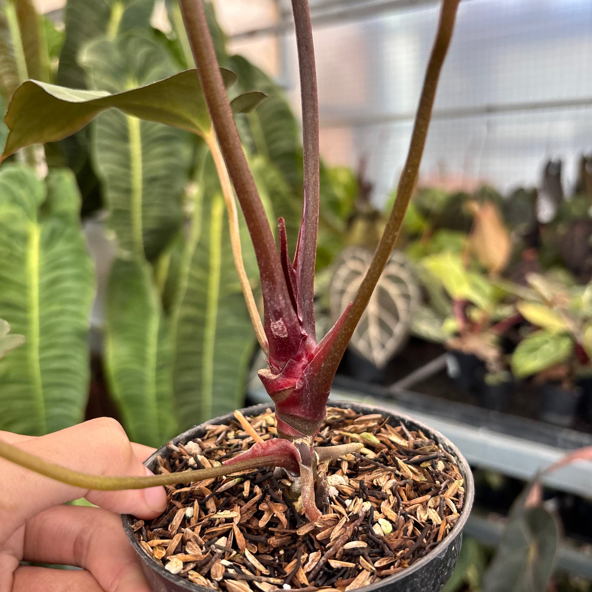 Anthurium (Angela x Black Widow) x Red Legacy — photo 5