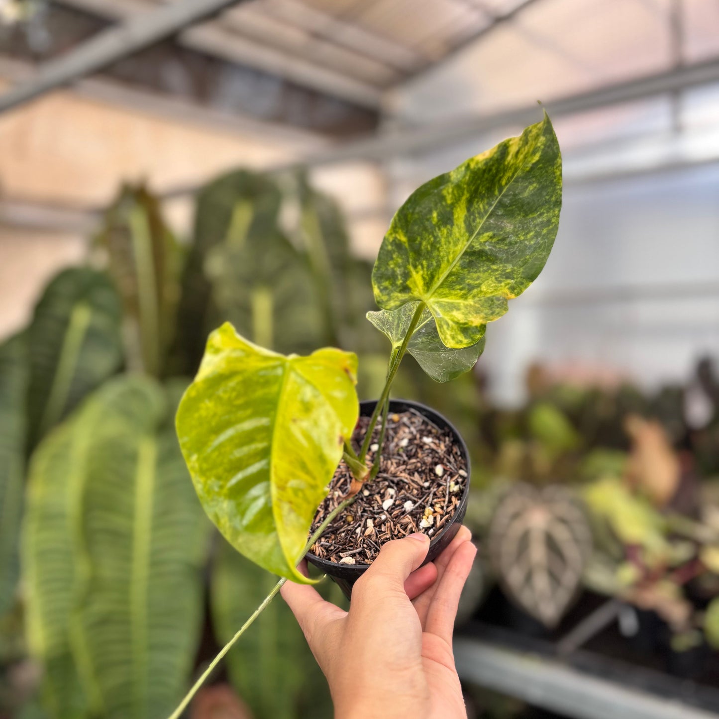 Anthurium Veitchii Variegated - Indonesian Rare Plants