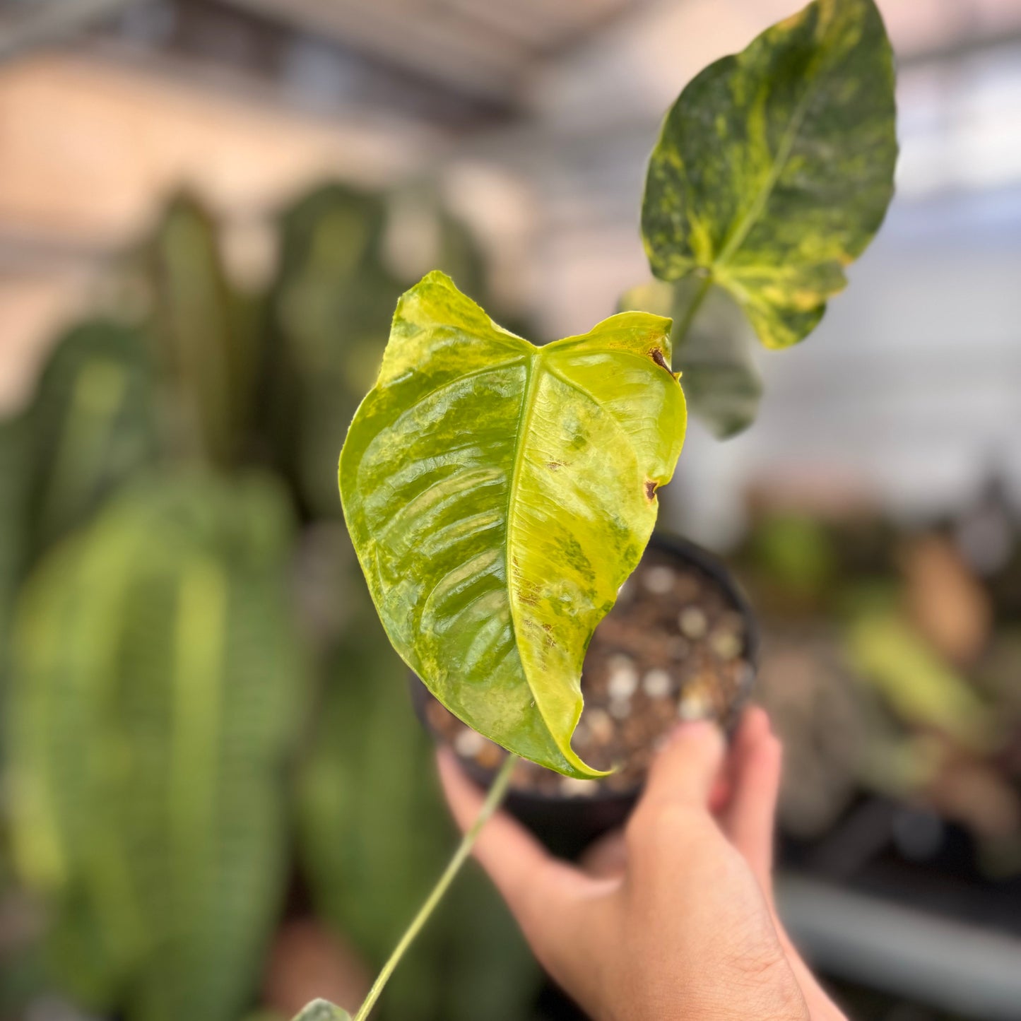 Anthurium Veitchii Variegated