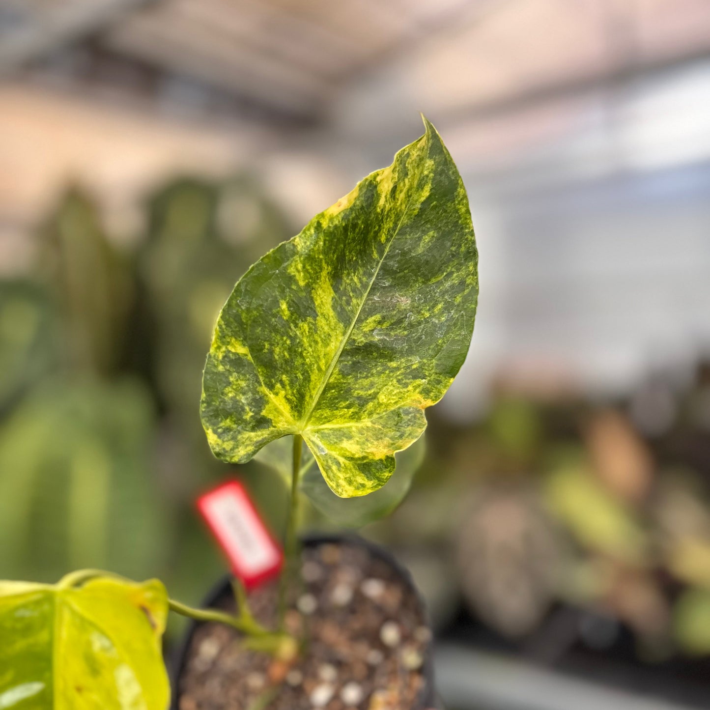 Anthurium Veitchii Variegated