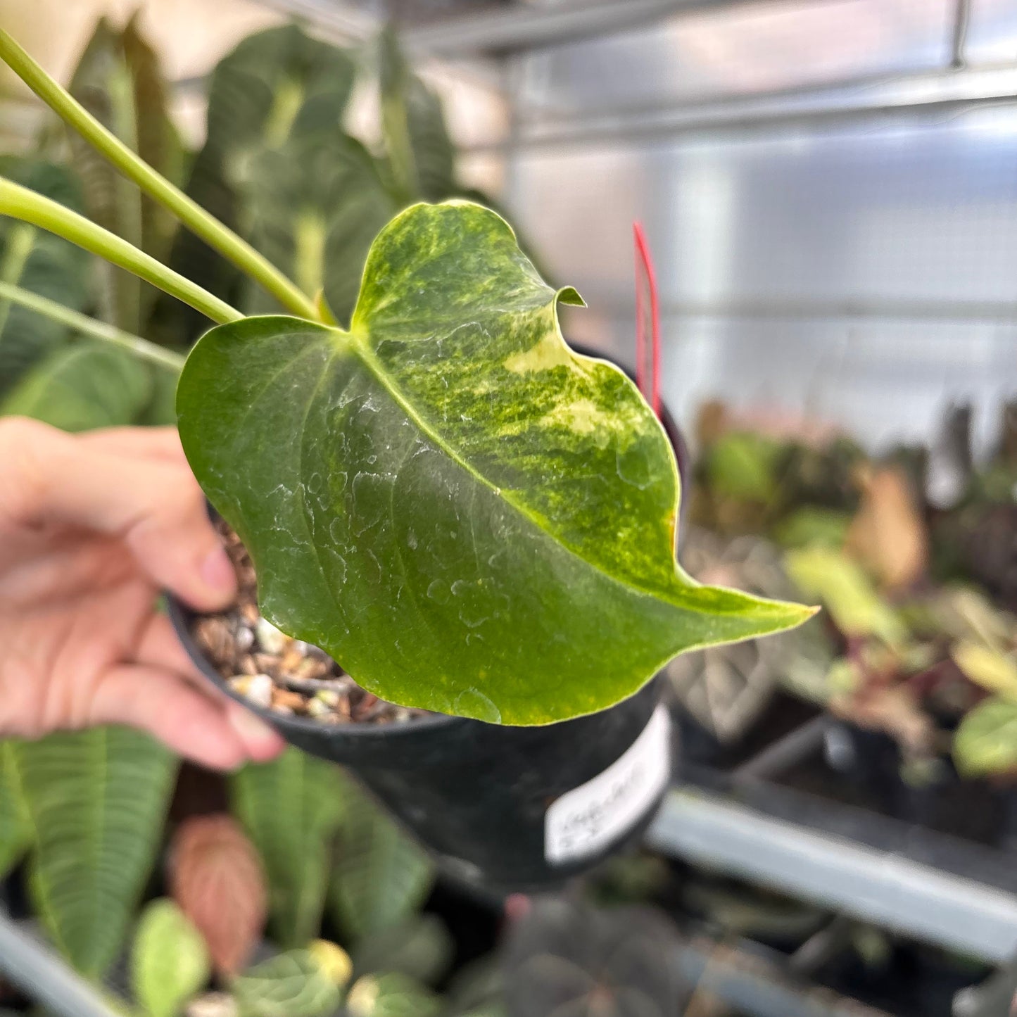 Anthurium Veitchii Variegated