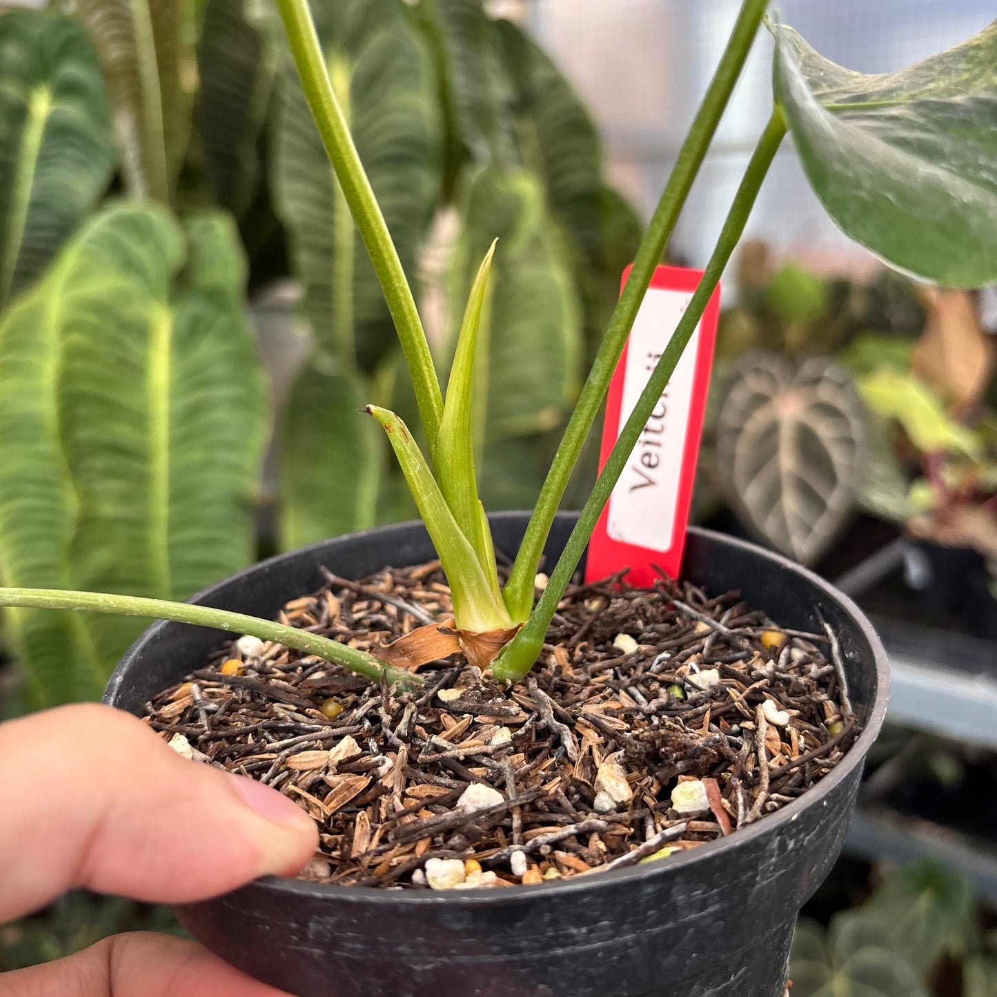 Anthurium Veitchii Variegated