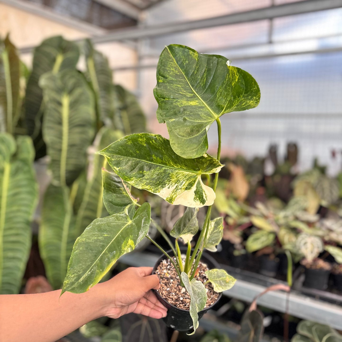Anthurium Veitchii Variegated Big - Indonesian Rare Plants
