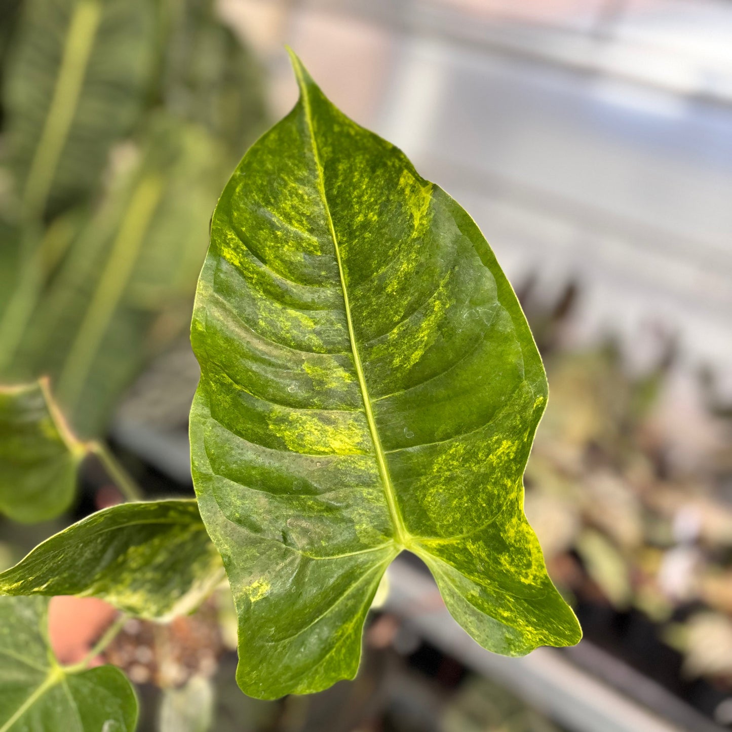 Anthurium Veitchii Variegated Big