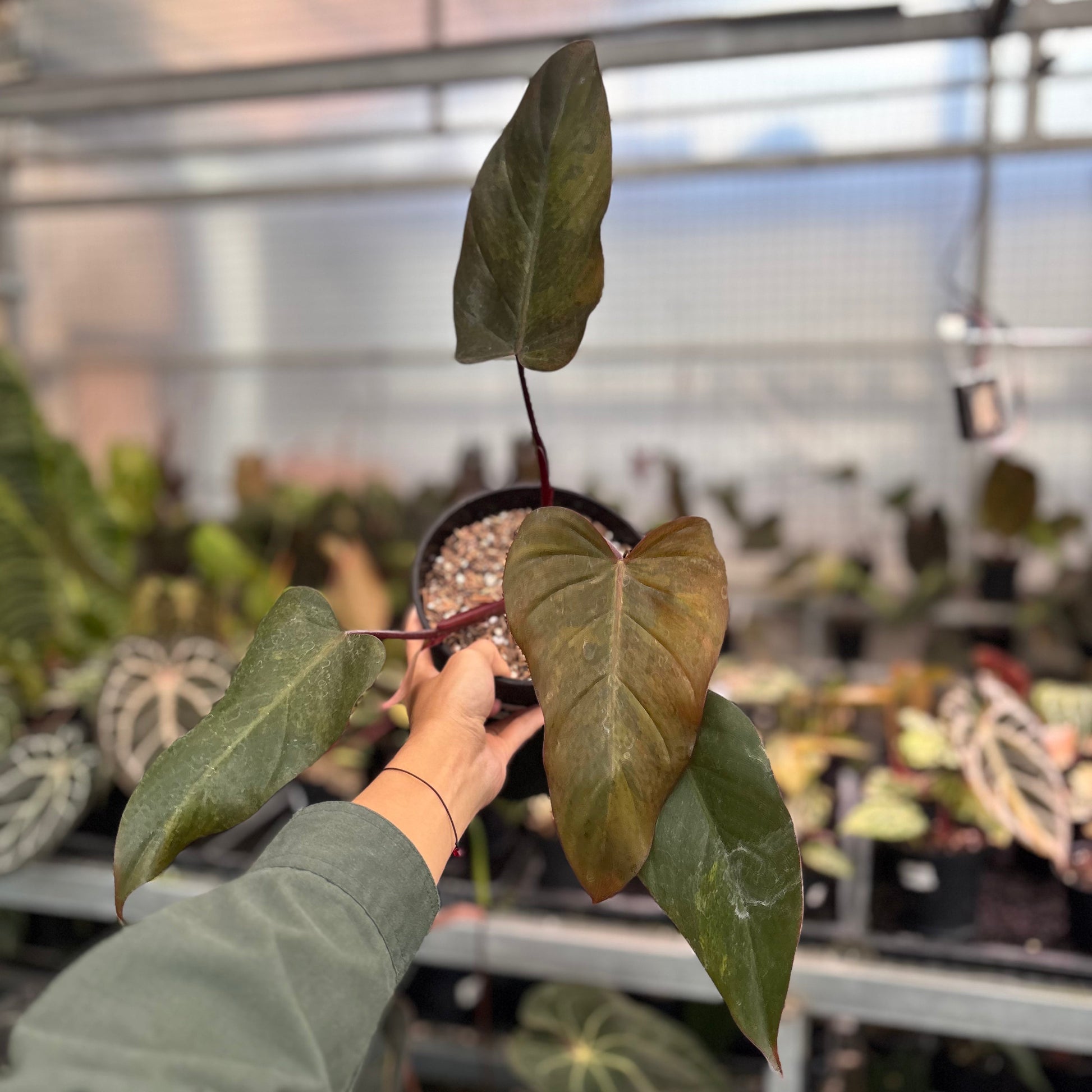 Philodendron Dark Lord Variegated - Indonesian Rare Plants
