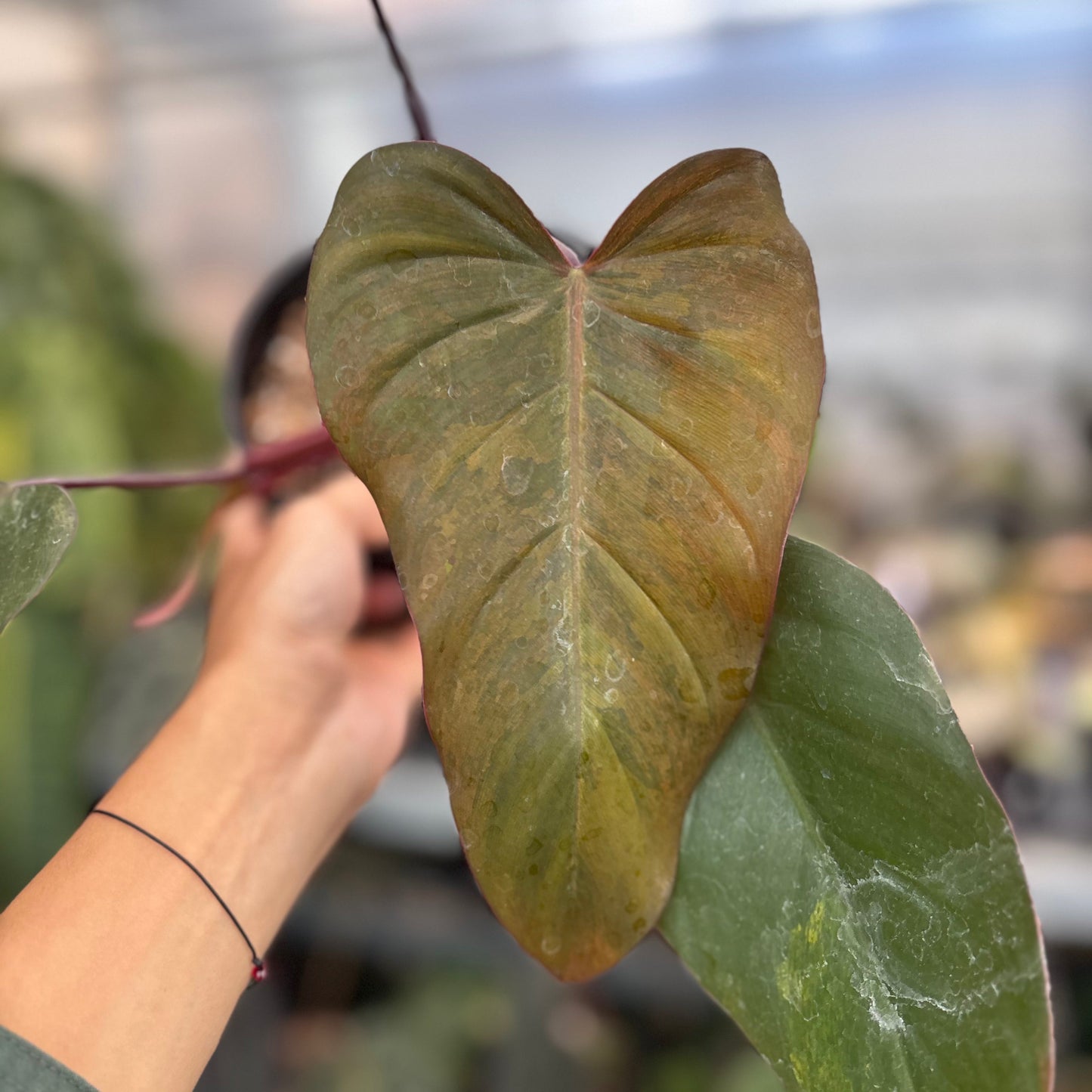 Philodendron Dark Lord Variegated
