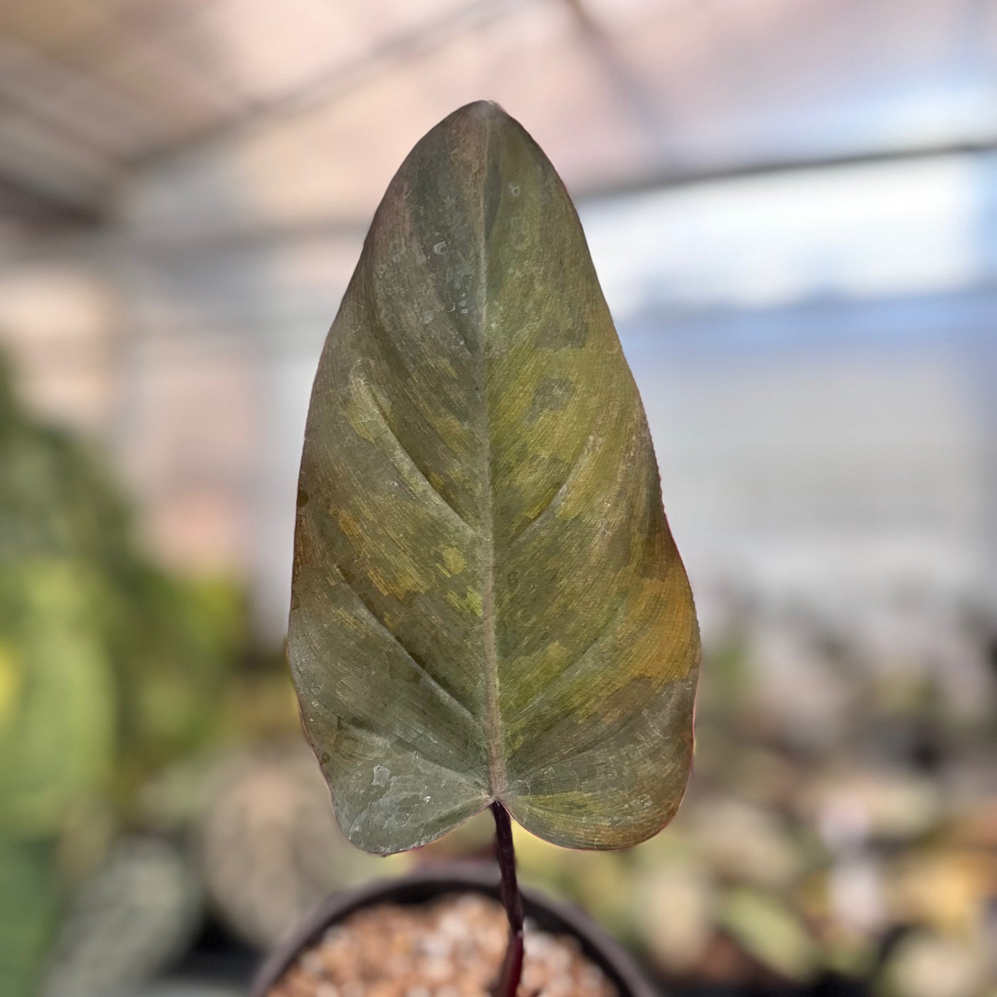Philodendron Dark Lord Variegated